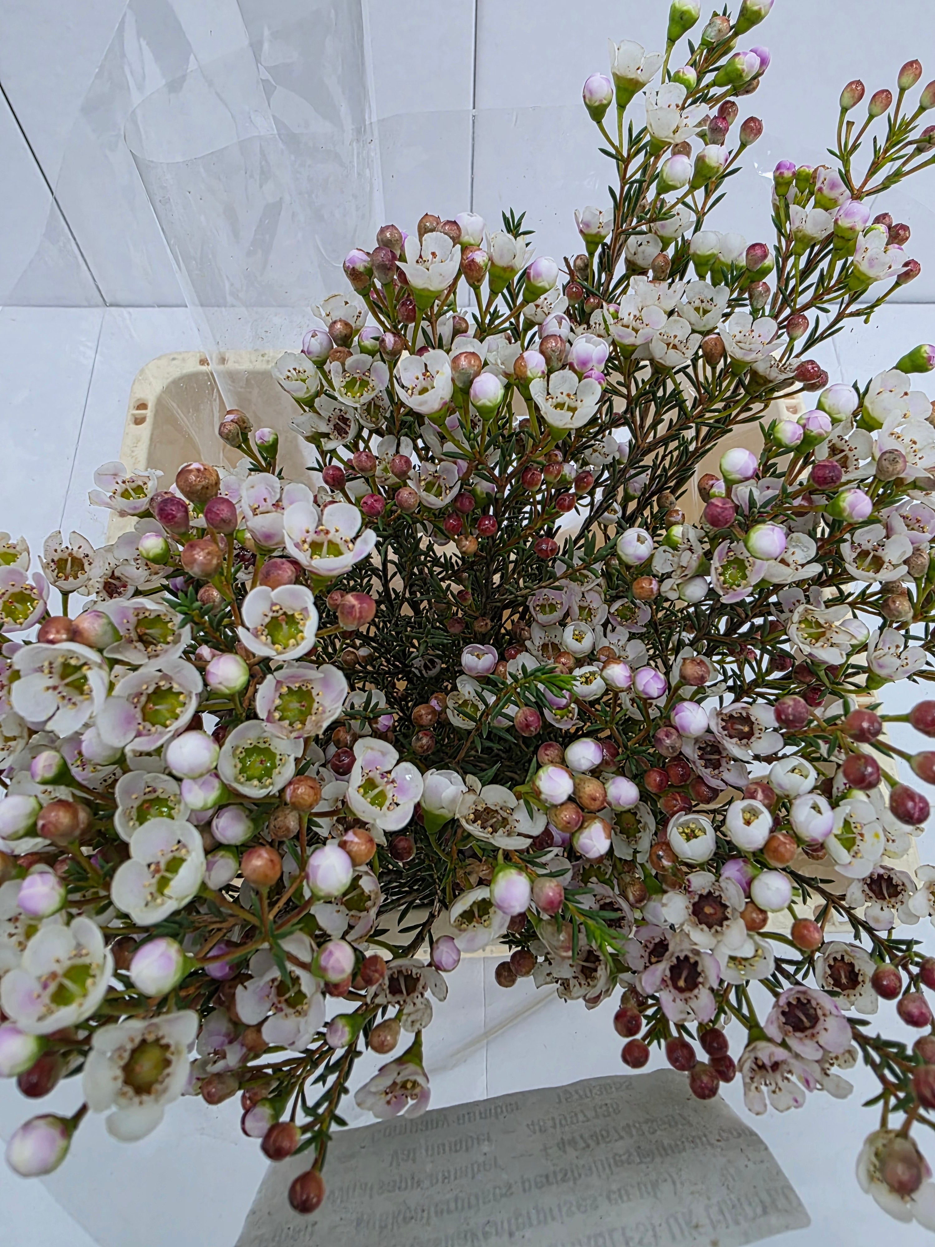 Farm Fresh Chame Waz Ella(Bunch of 25 stems, Length 70cm)