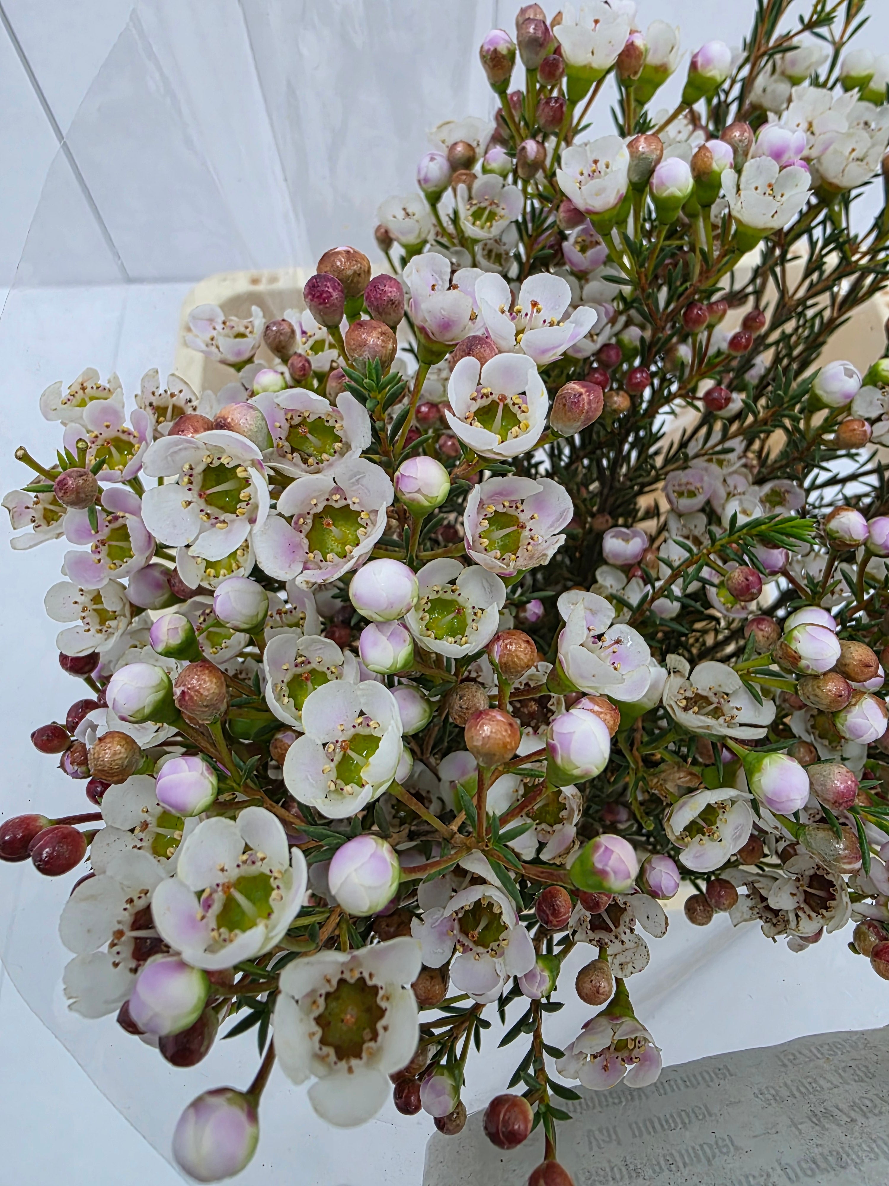 Farm Fresh Chame Waz Ella(Bunch of 25 stems, Length 70cm)
