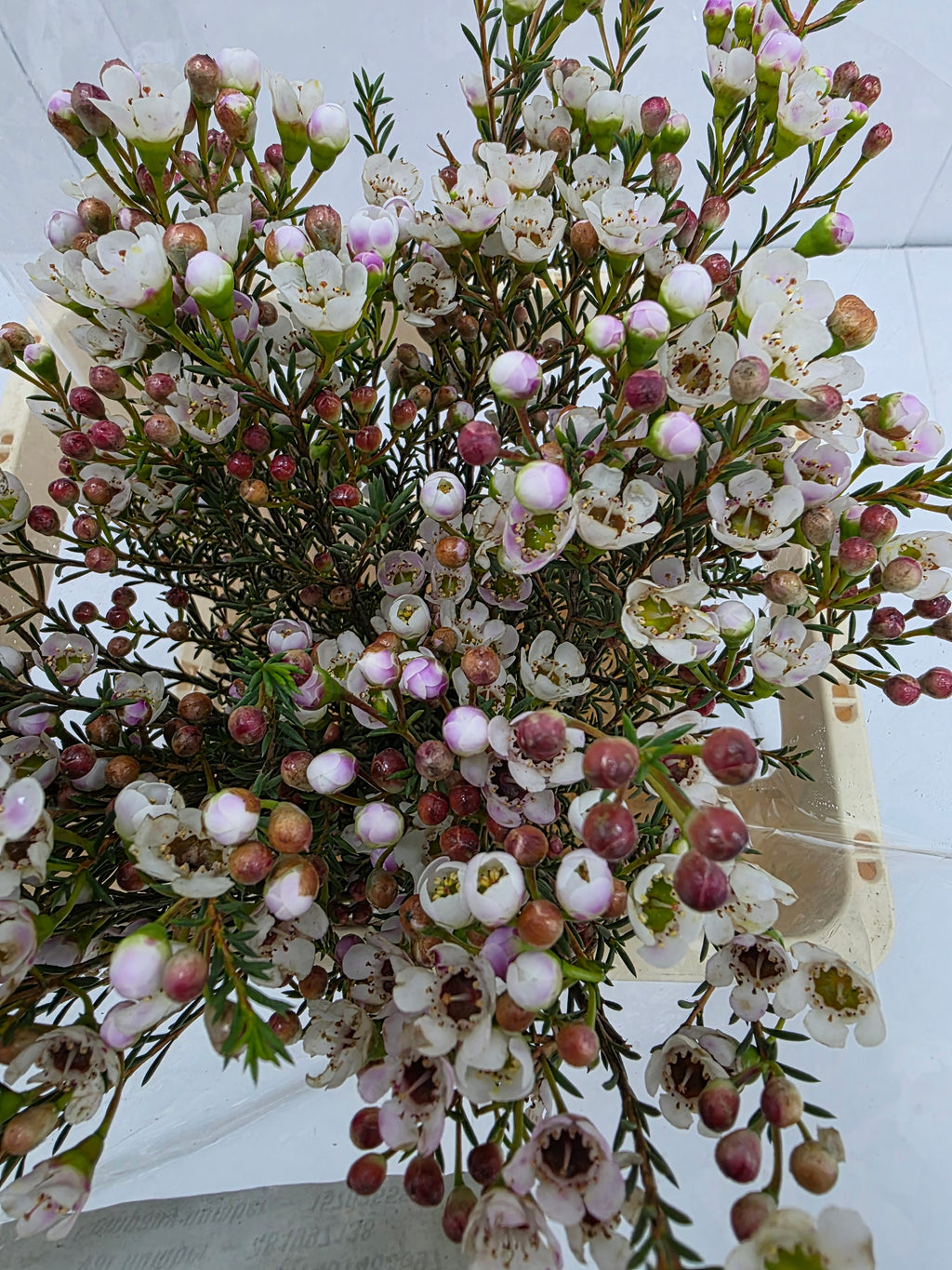 Farm Fresh Chame Waz Ella(Bunch of 25 stems, Length 70cm)