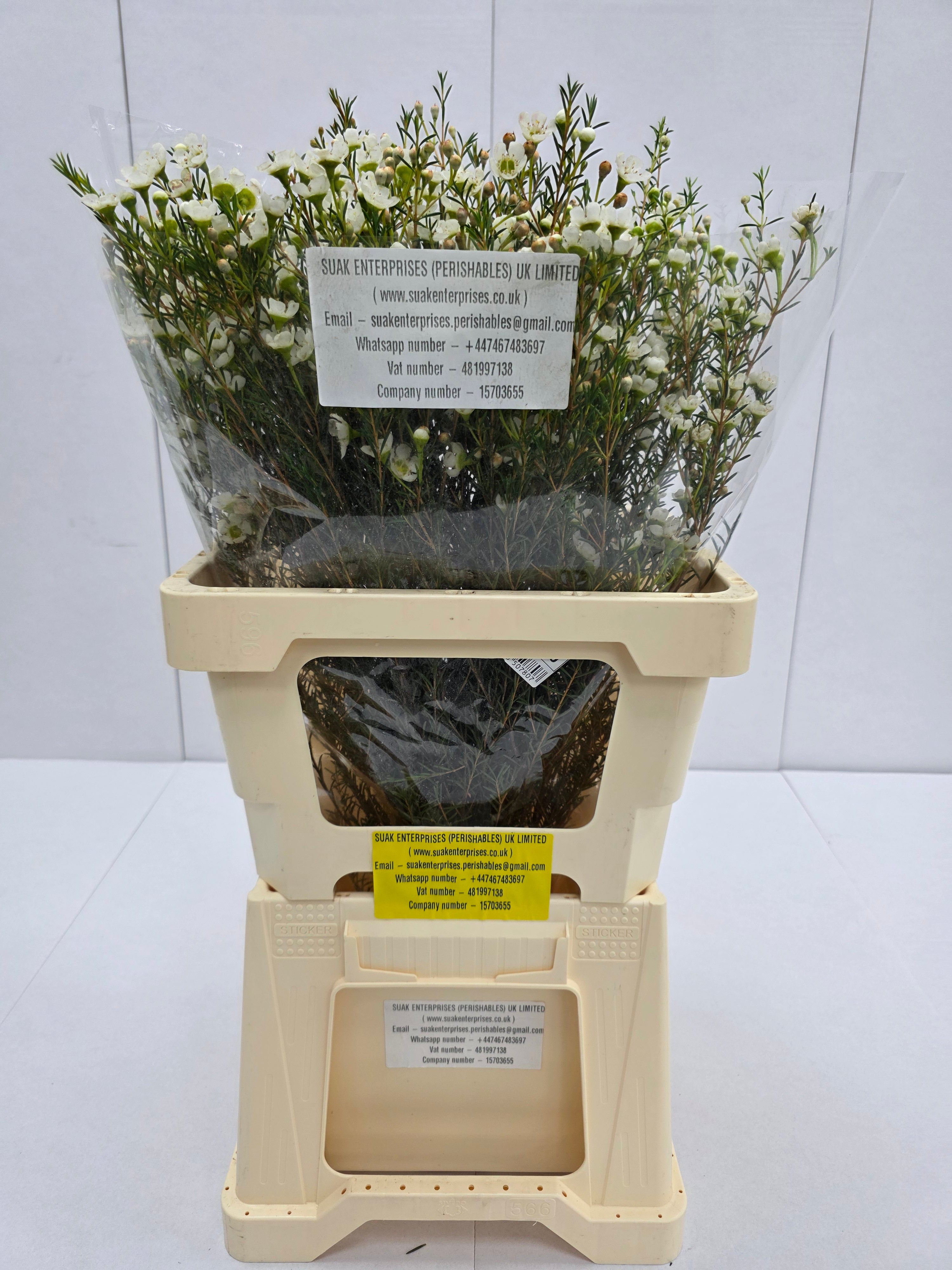 Farm Fresh Chame Wax Sirius (Bunch of 25 stems, Length 50-60cm)