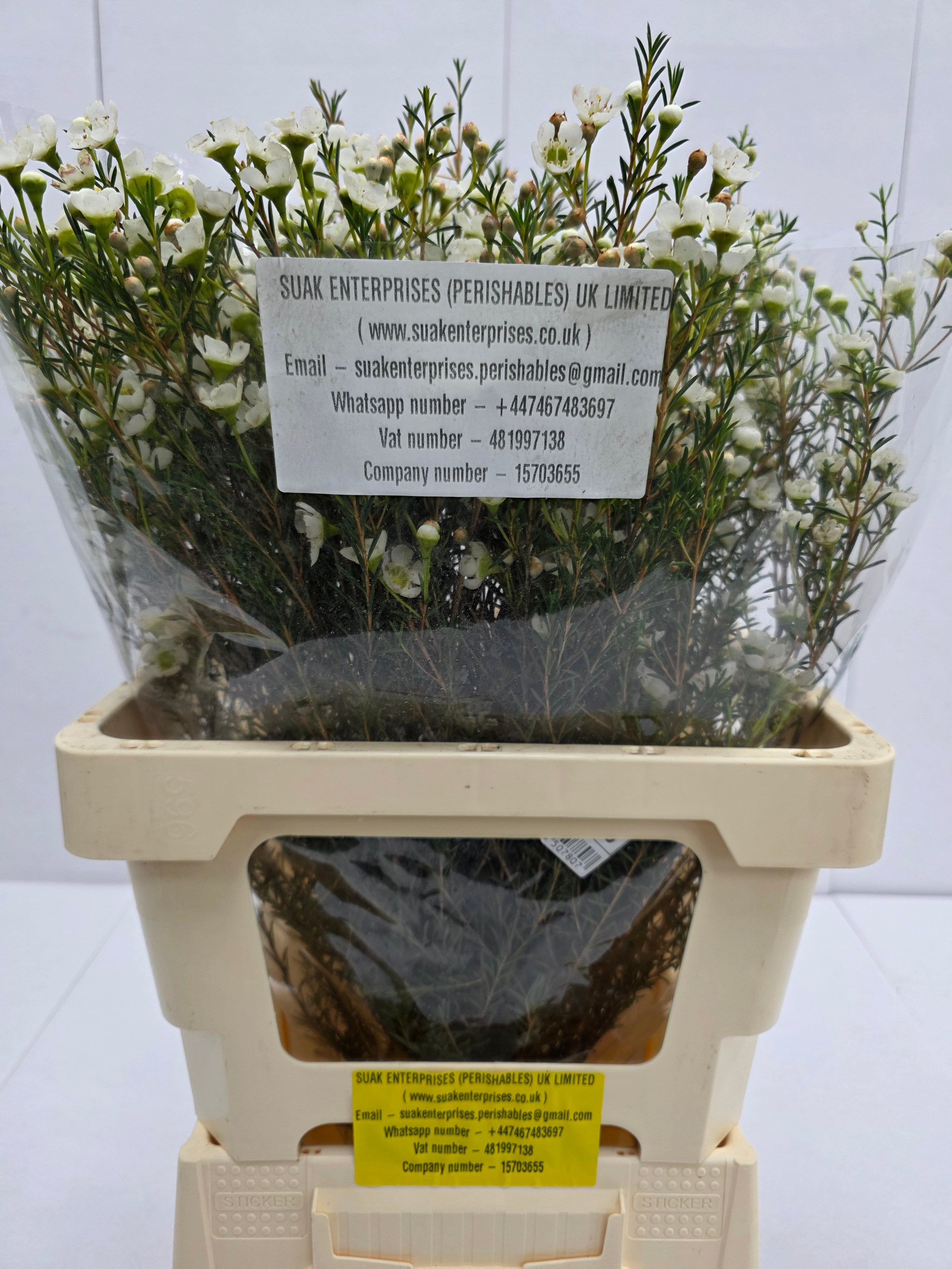 Farm Fresh Chame Wax Sirius (Bunch of 25 stems, Length 50-60cm)