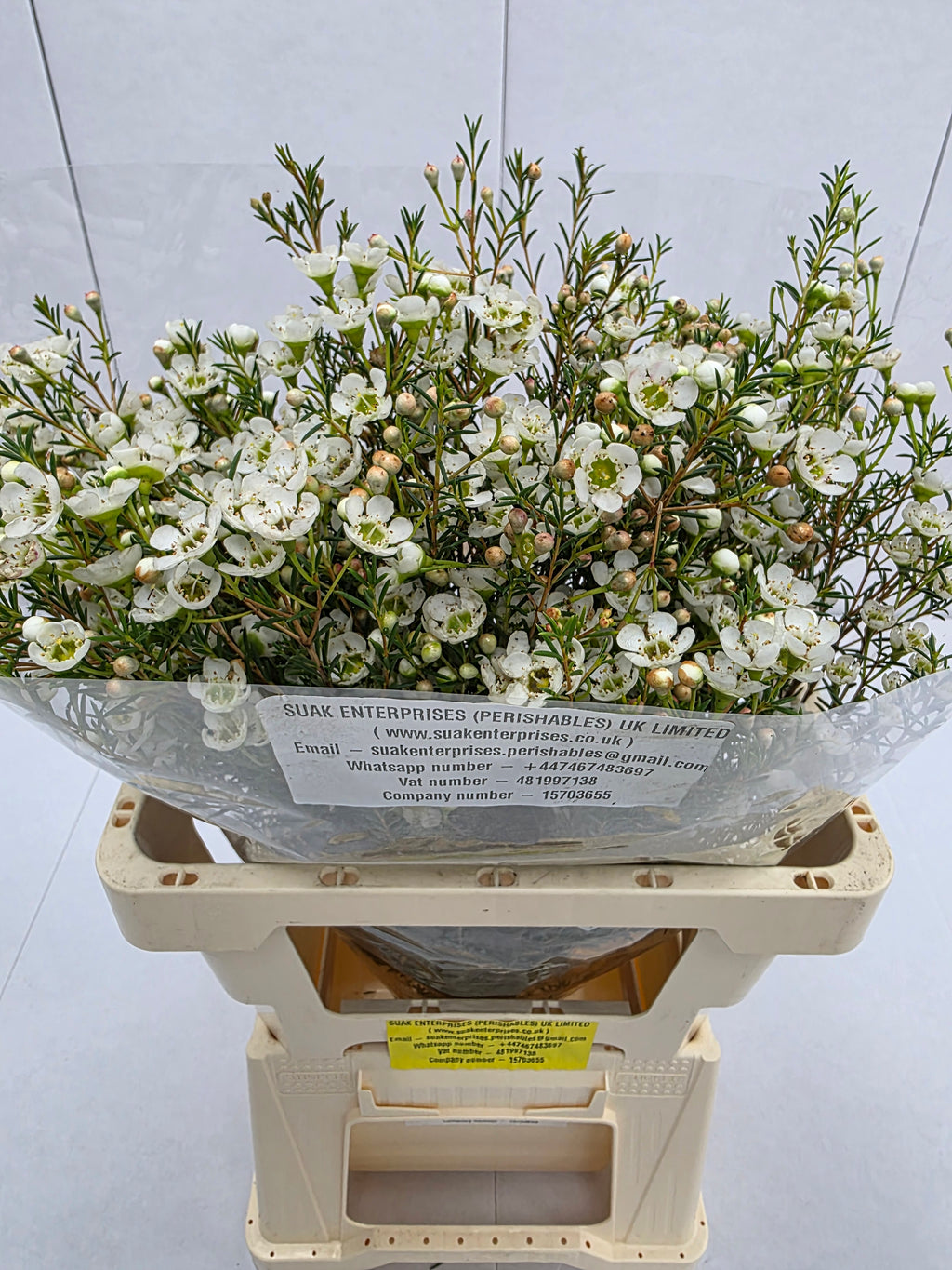 Farm Fresh Chame Wax Sirius (Bunch of 25 stems, Length 60cm)