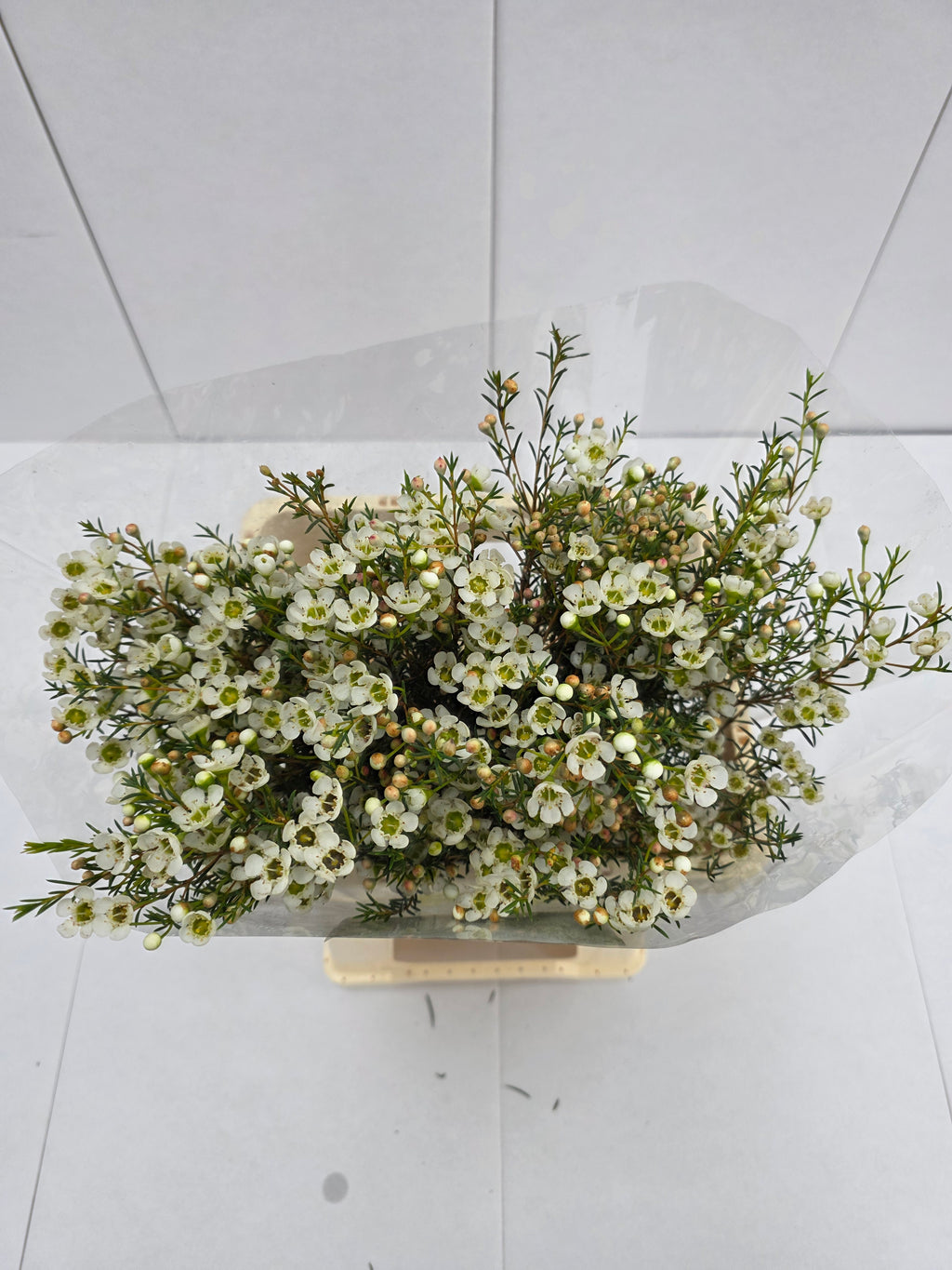 Farm Fresh Chame Wax Sirius (Bunch of 25 stems, Length 60cm)