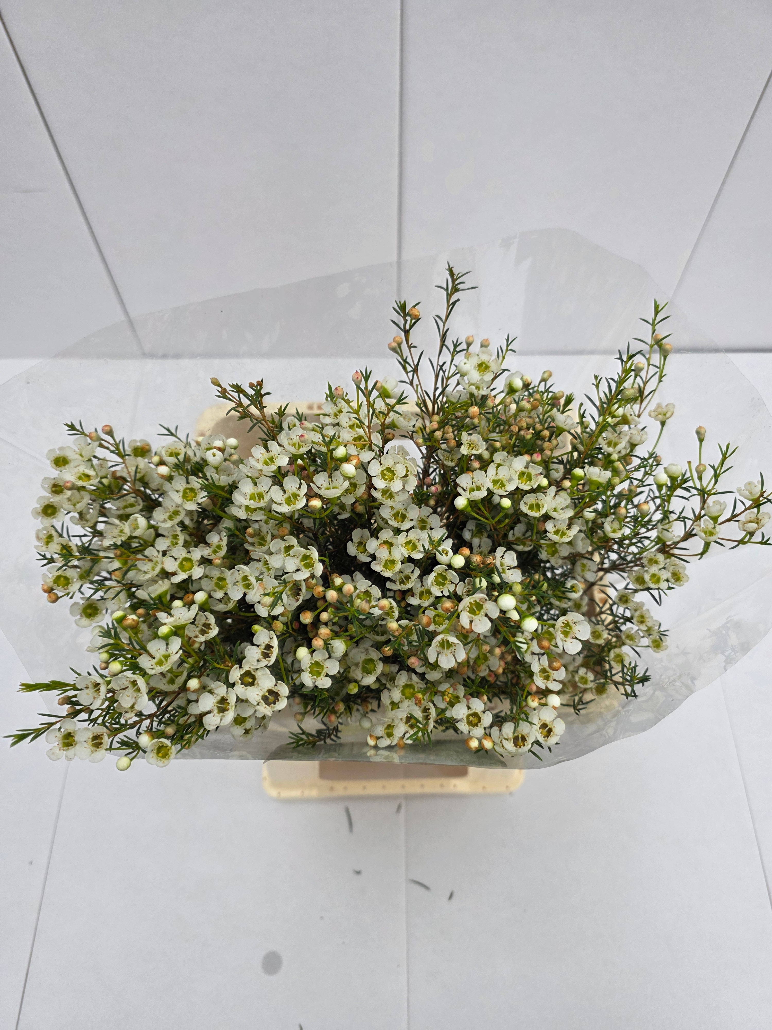 Farm Fresh Chame Wax Sirius (Bunch of 25 stems, Length 50-60cm)