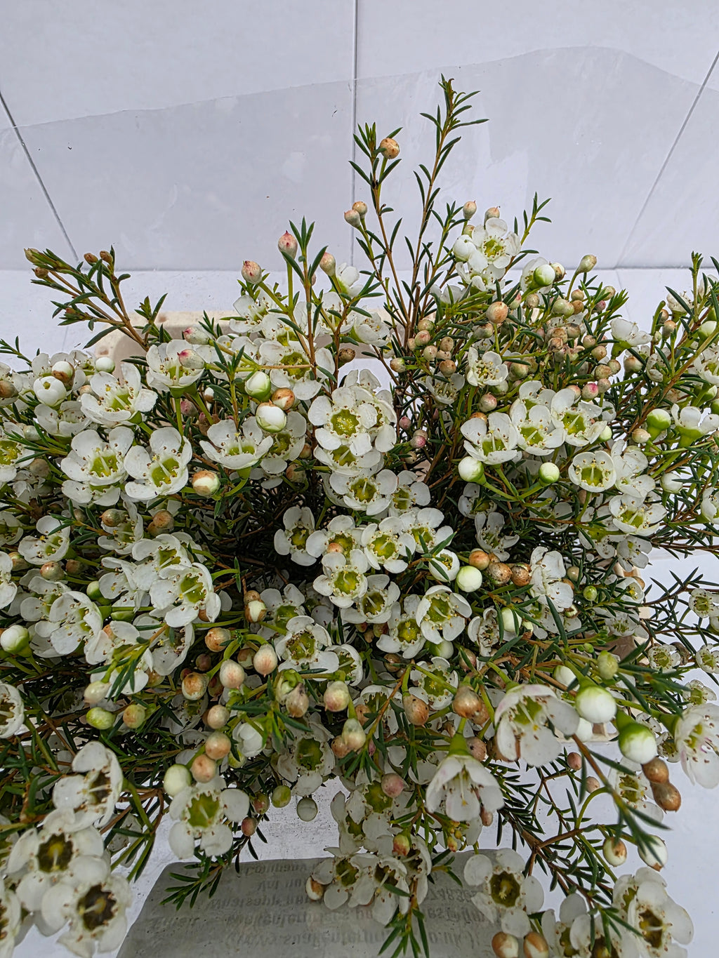 Farm Fresh Chame Wax Sirius (Bunch of 25 stems, Length 60cm)