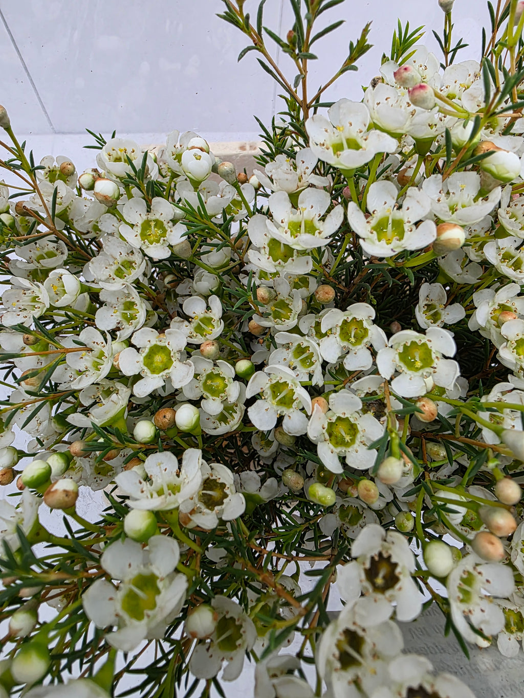 Farm Fresh Chame Wax Sirius (Bunch of 25 stems, Length 60cm)