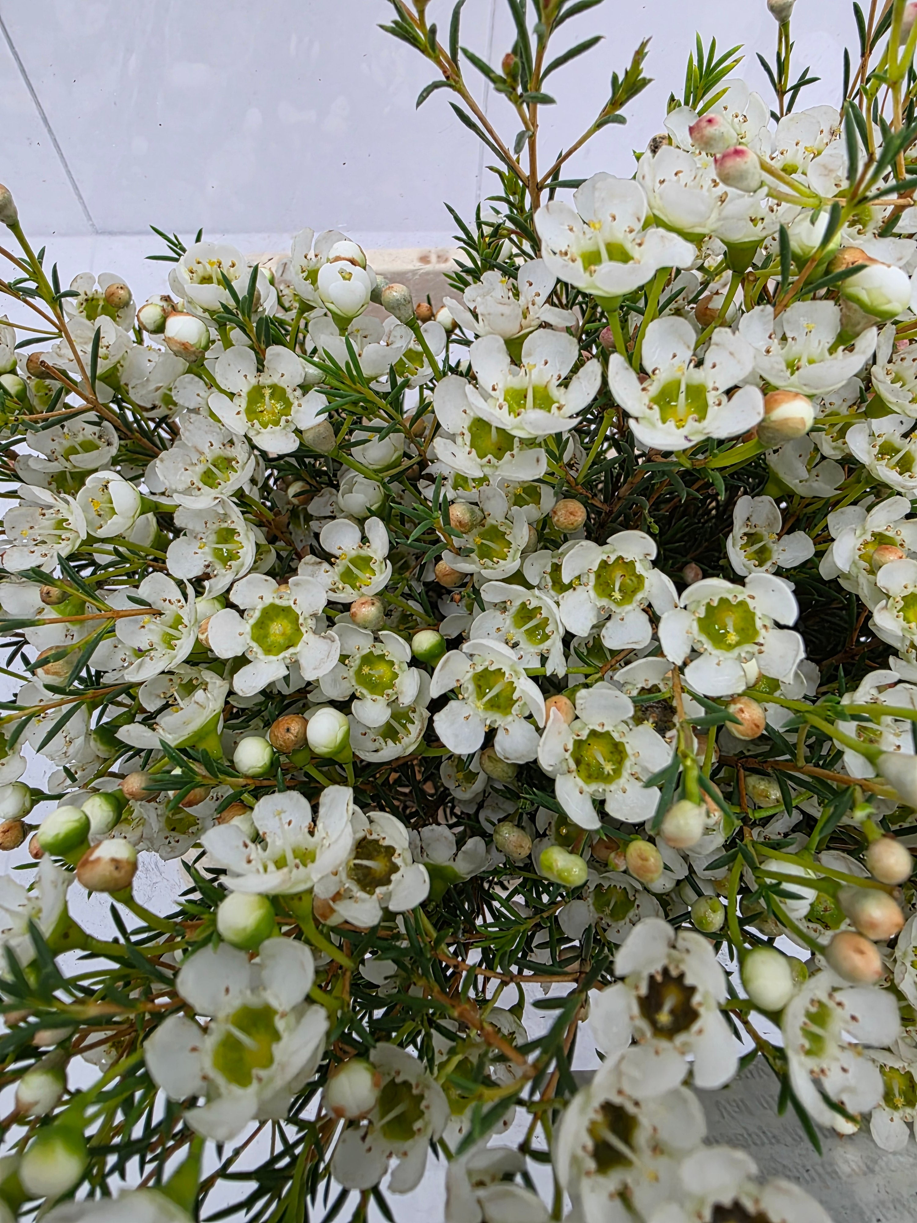 Farm Fresh Chame Wax Sirius (Bunch of 25 stems, Length 60cm)