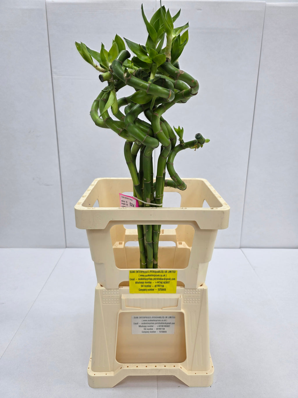 Farm Fresh Lucky Bamboo Twisted(Bunch of 10 stems, Length 70cm)