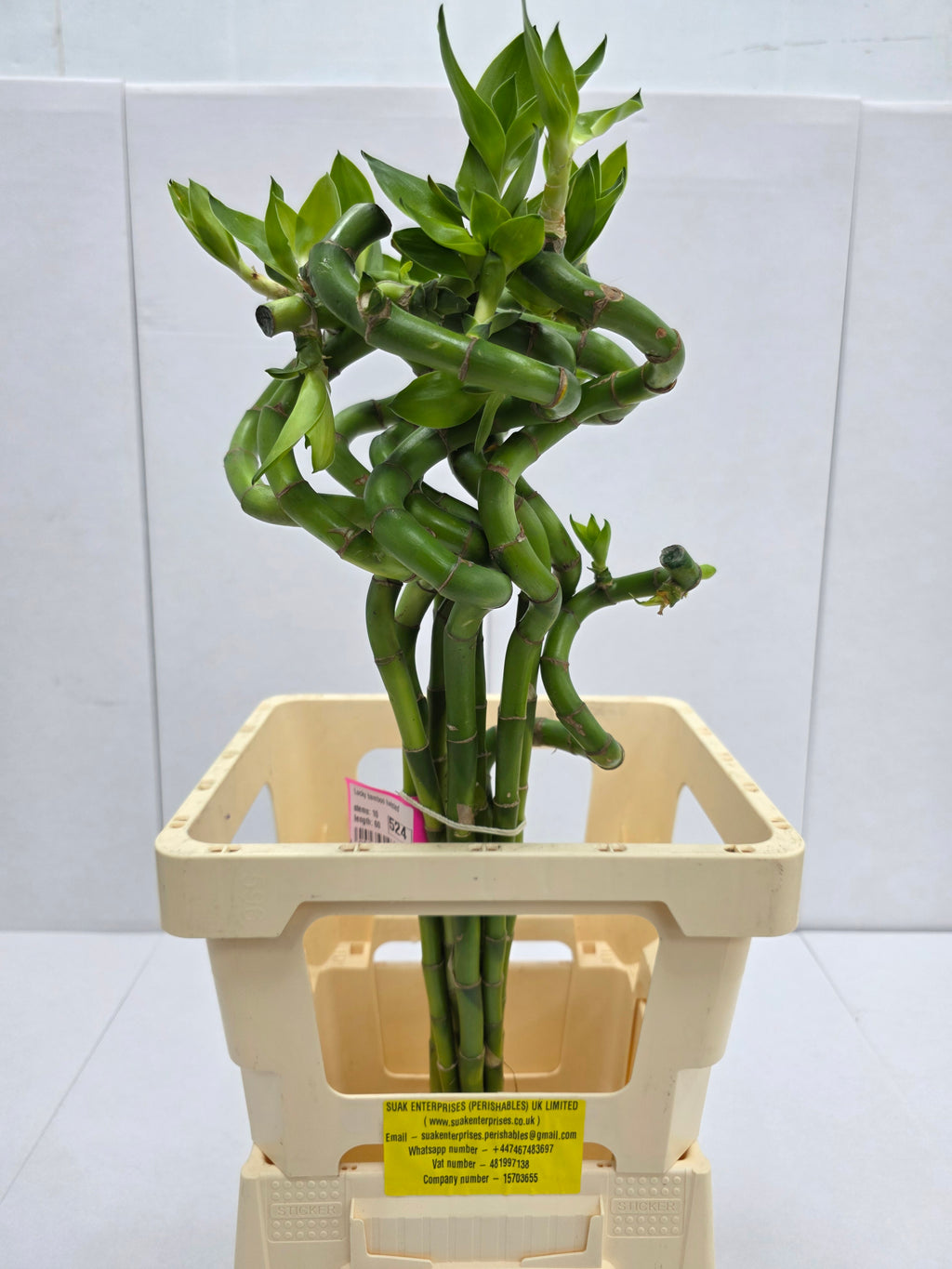 Farm Fresh Lucky Bamboo Twisted(Bunch of 10 stems, Length 70cm)