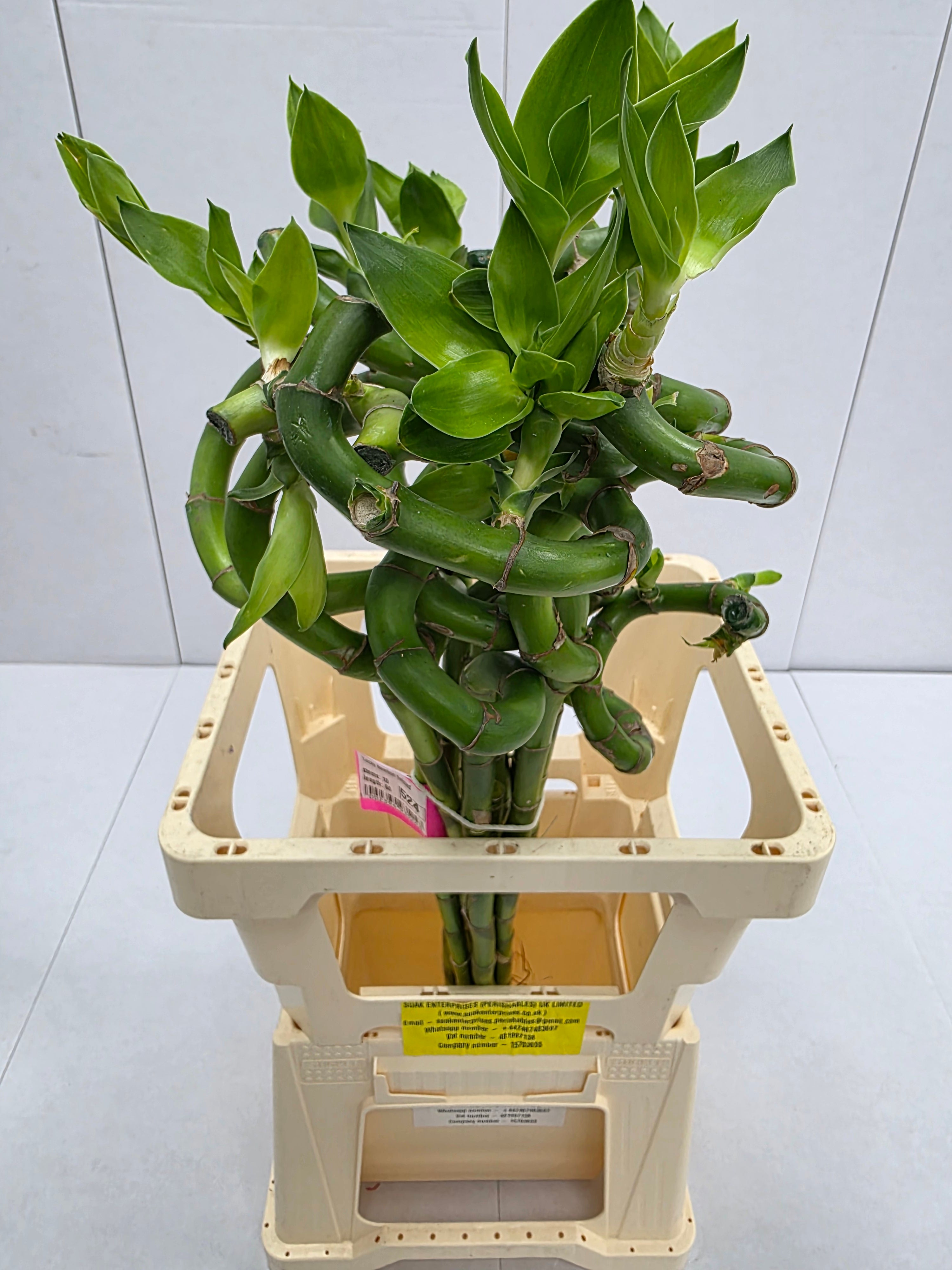 Farm Fresh Lucky Bamboo Twisted(Bunch of 10 stems, Length 70cm)