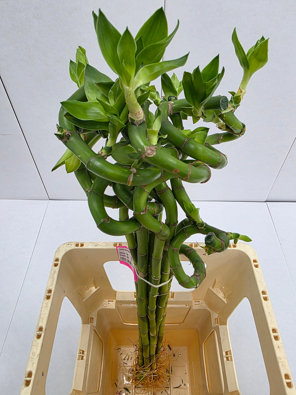 Farm Fresh Lucky Bamboo Twisted(Bunch of 10 stems, Length 70cm)