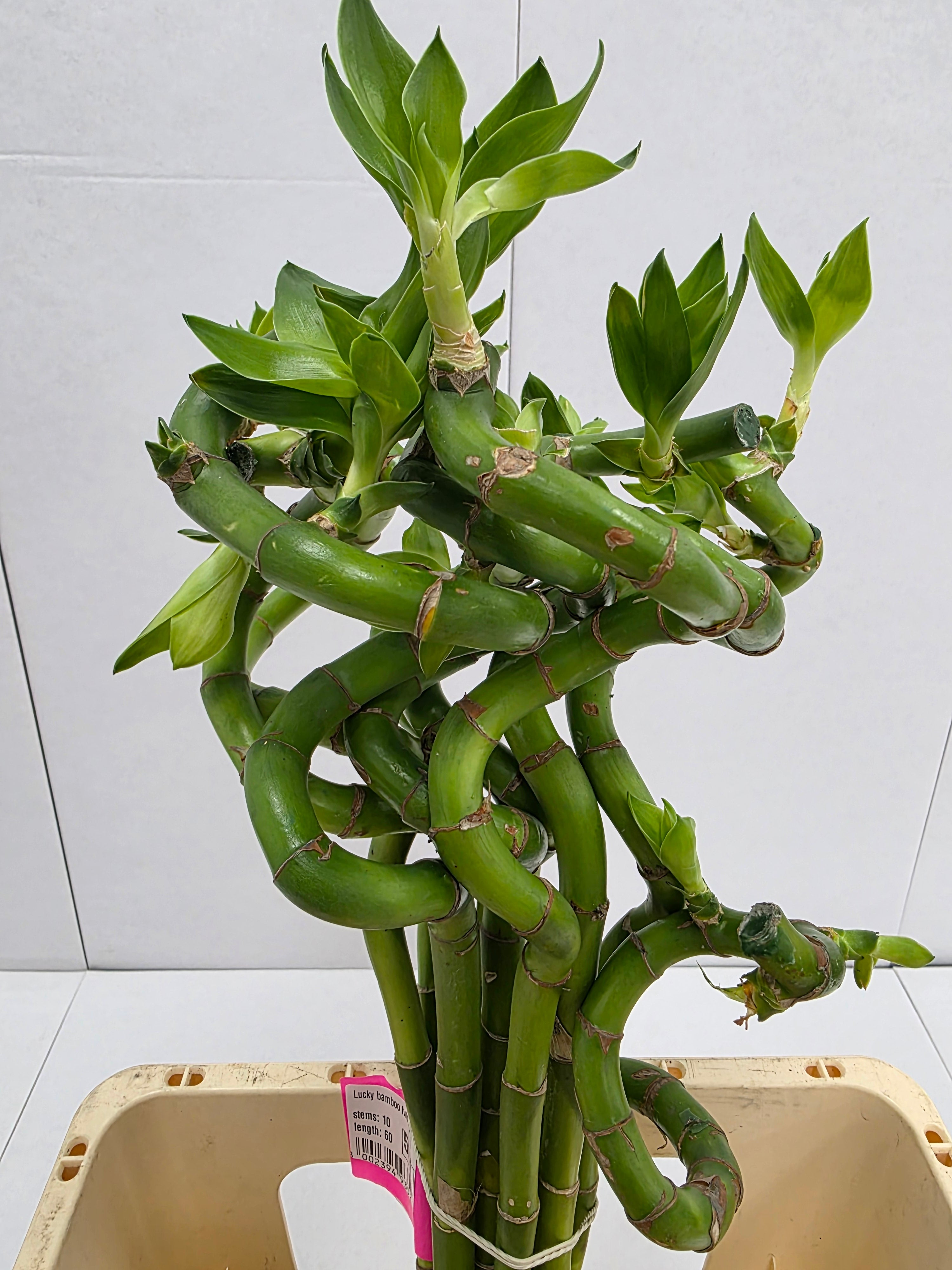 Farm Fresh Lucky Bamboo Twisted(Bunch of 10 stems, Length 70cm)