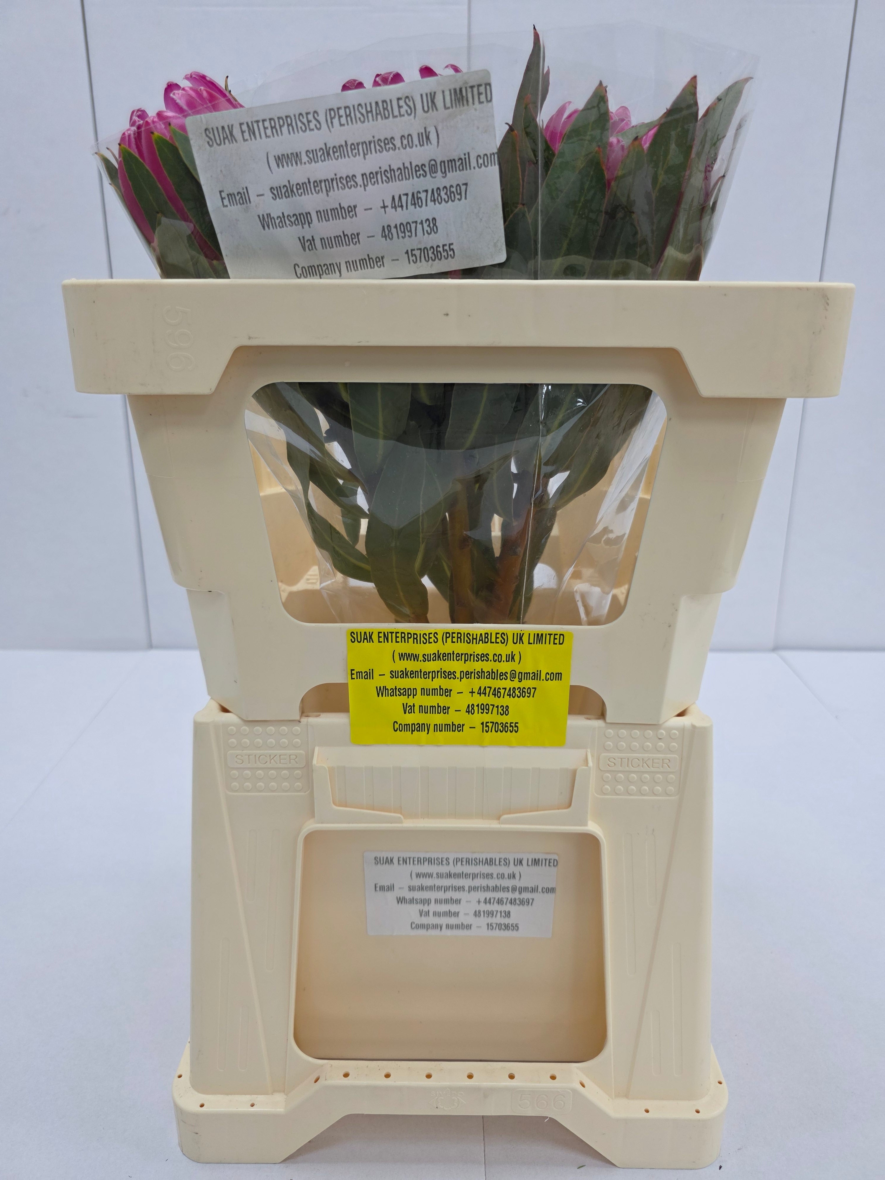 Farm Fresh Protrea Brenda(Bunch of 10 stems, Length 50cm)