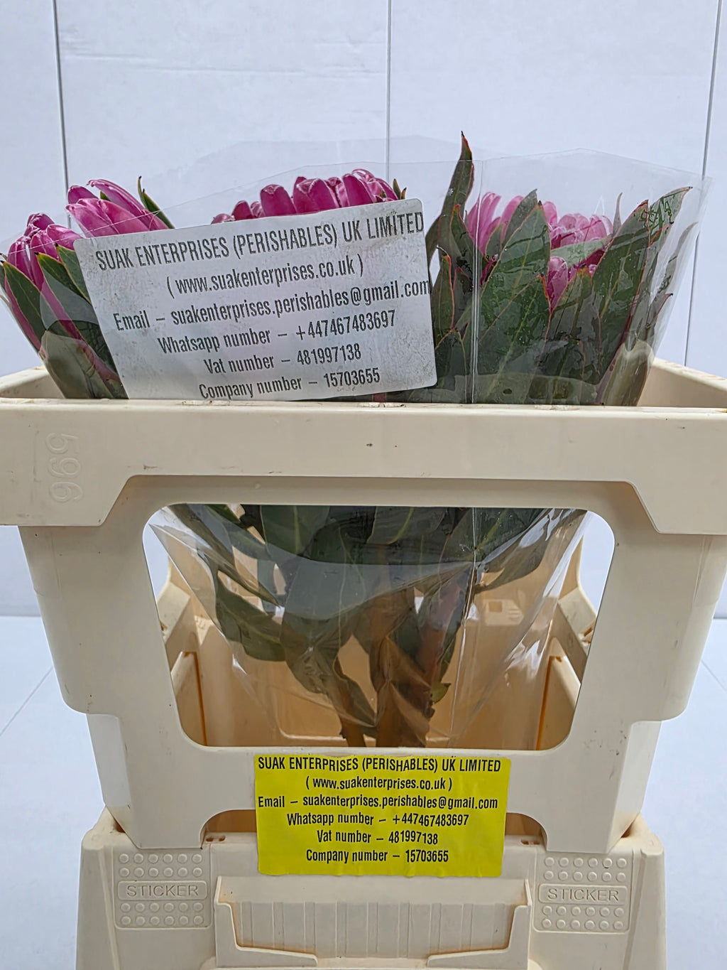 Farm Fresh Protrea Brenda(Bunch of 10 stems, Length 50cm)