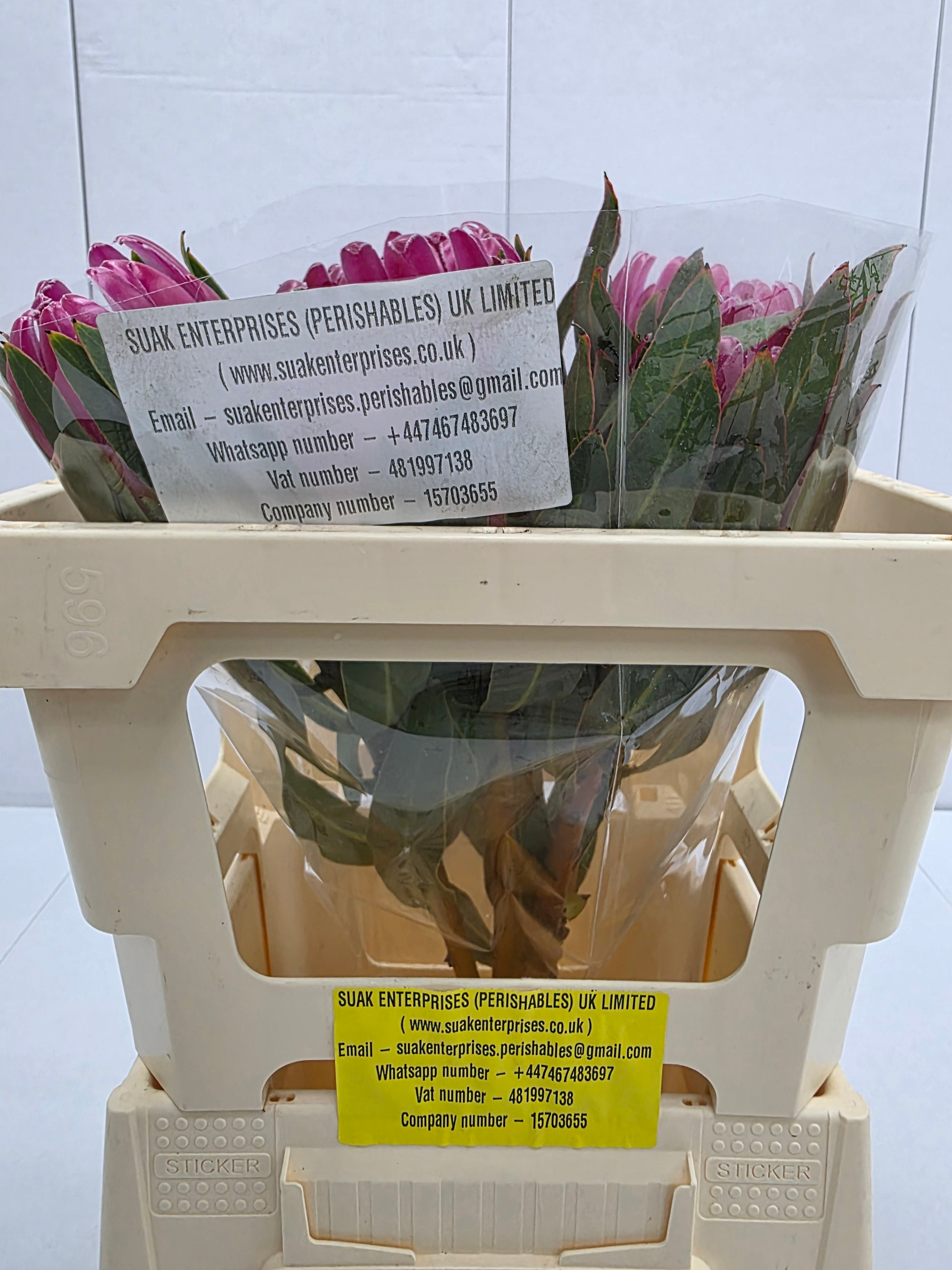Farm Fresh Protrea Brenda(Bunch of 10 stems, Length 50cm)
