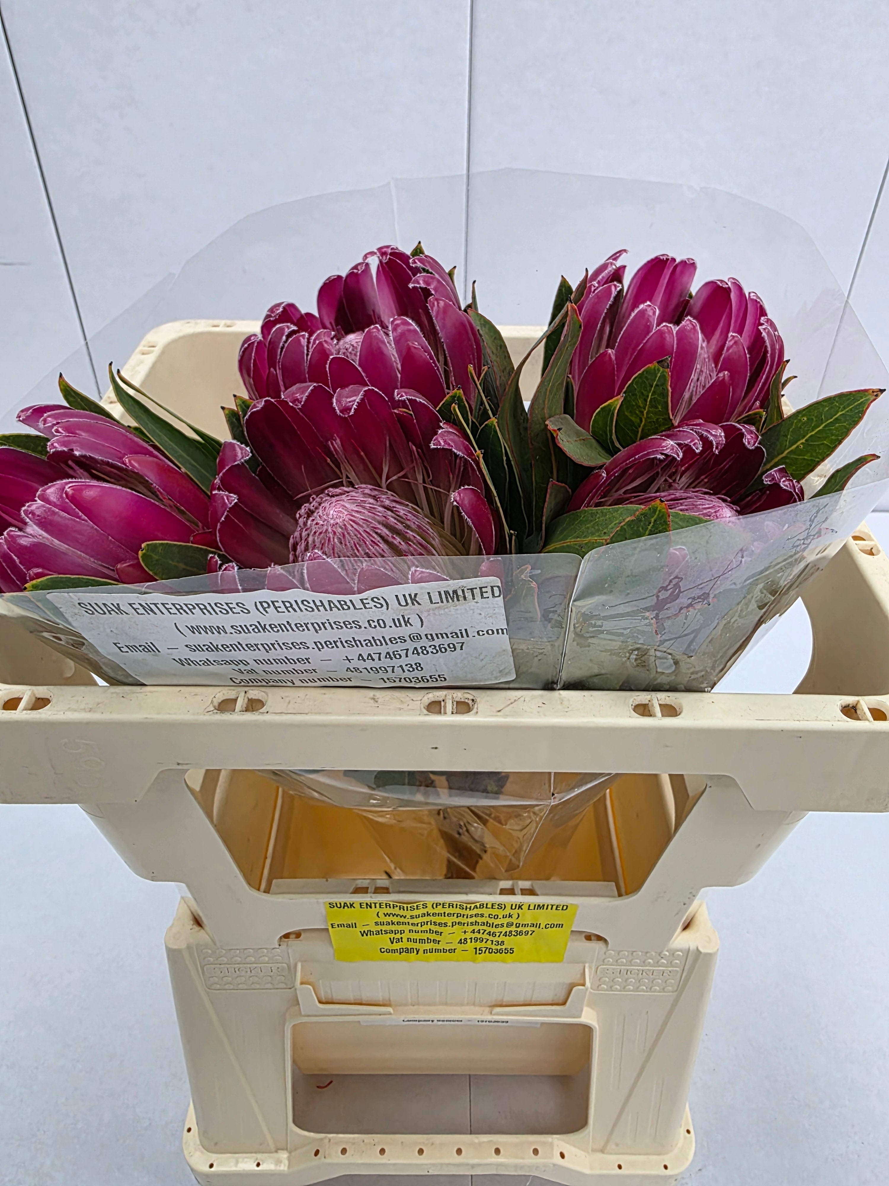 Farm Fresh Protrea Brenda(Bunch of 10 stems, Length 50cm)