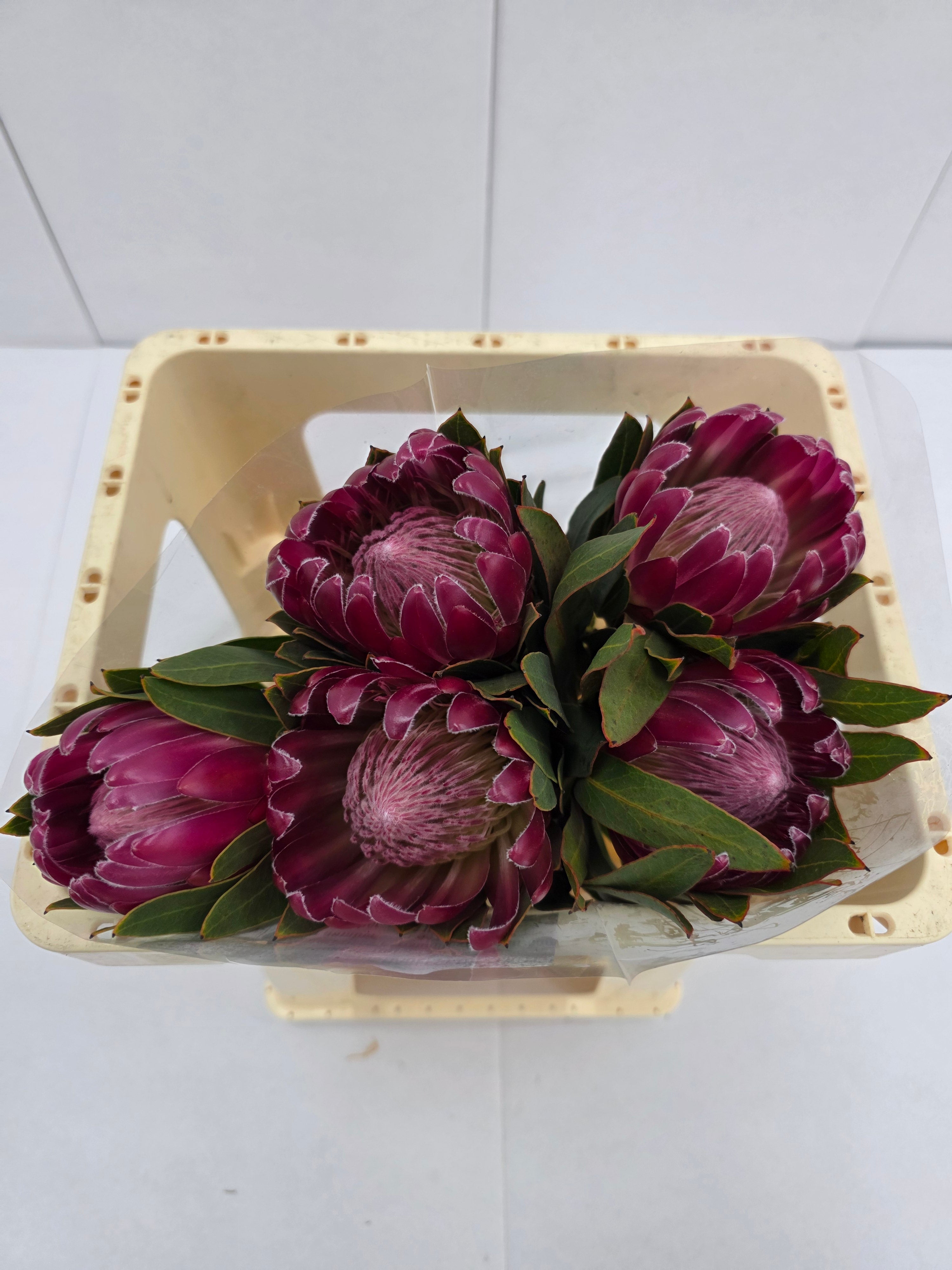 Farm Fresh Protrea Brenda(Bunch of 10 stems, Length 50cm)