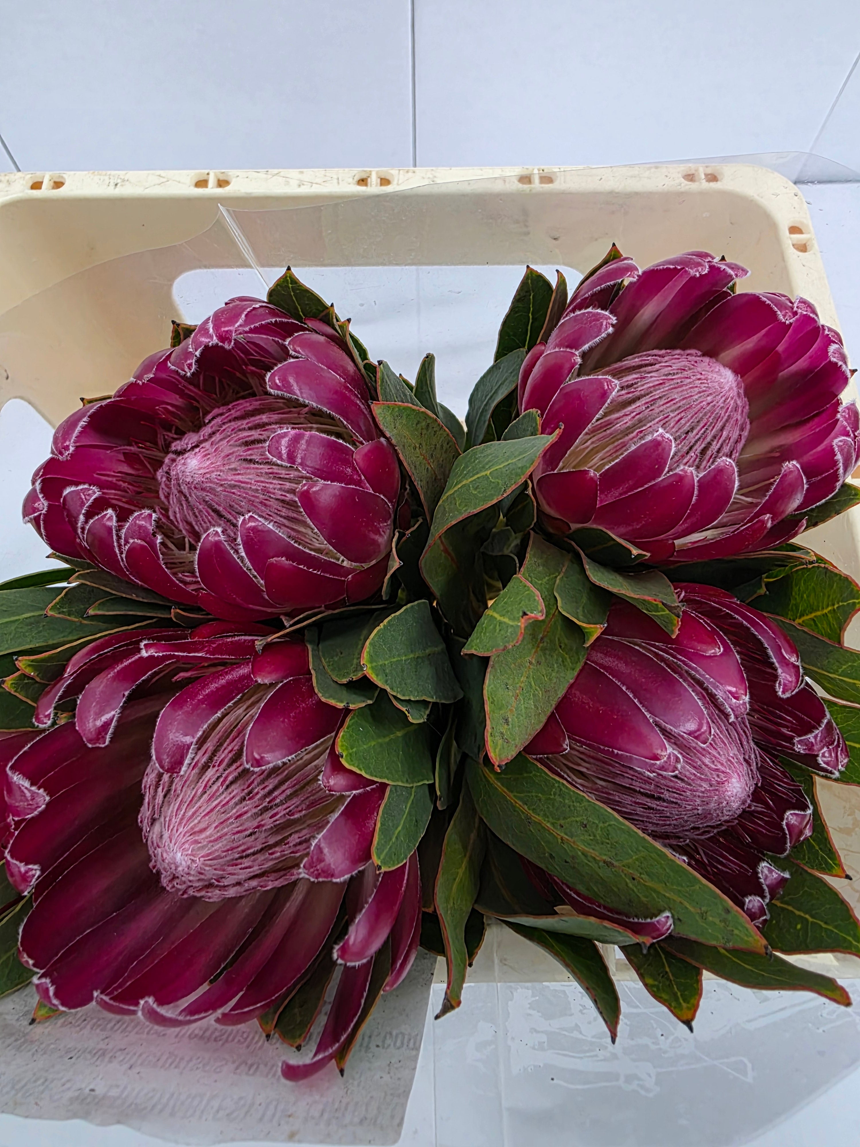 Farm Fresh Protrea Brenda(Bunch of 10 stems, Length 50cm)