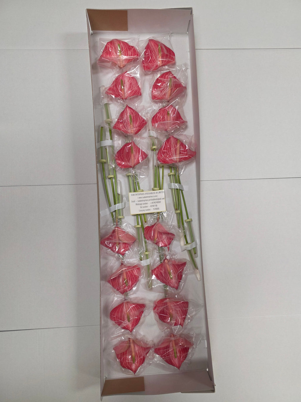 Anthurium Caldonia(Bunch of 16 stems)