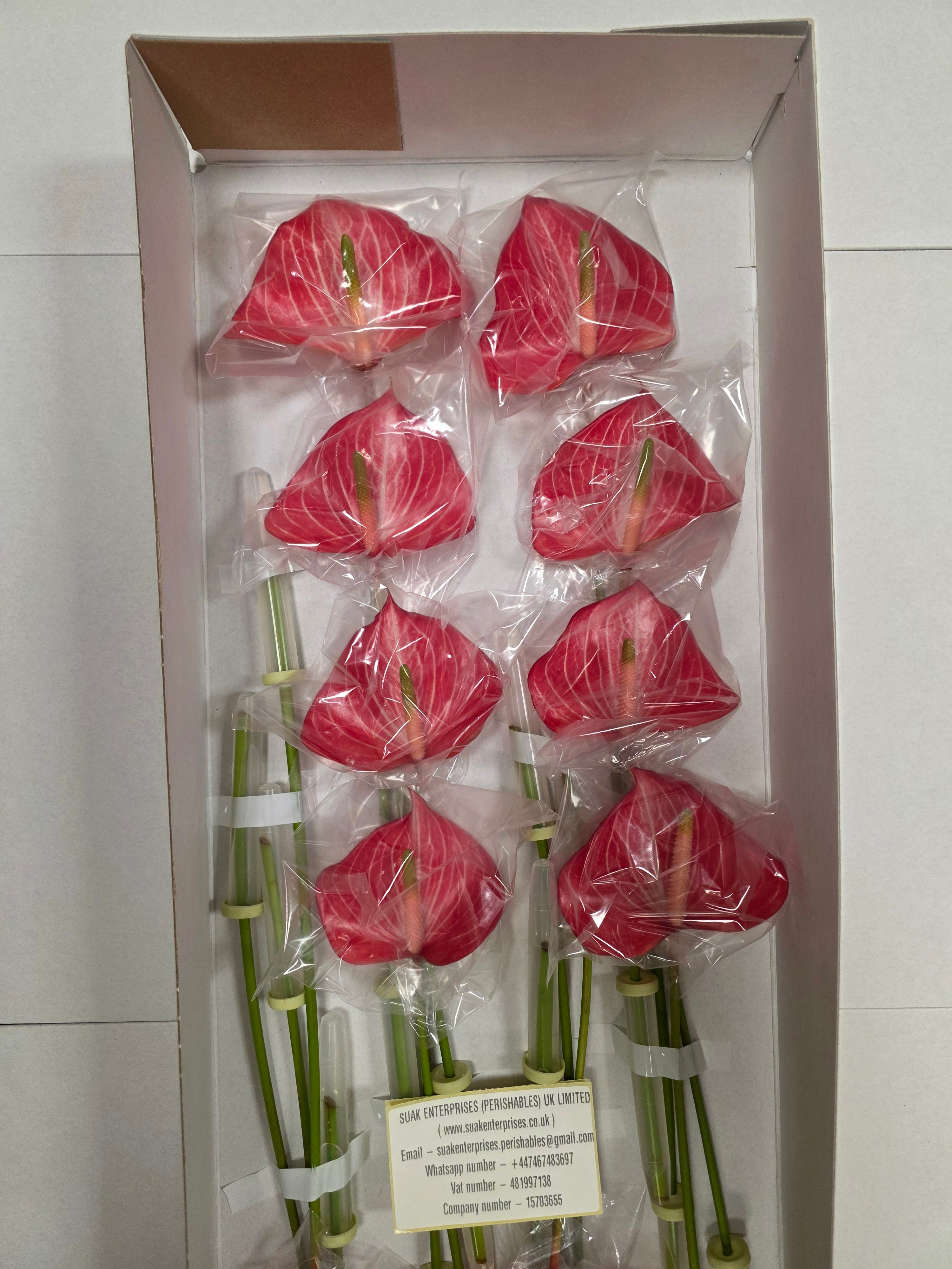 Anthurium Caldonia(Bunch of 16 stems)