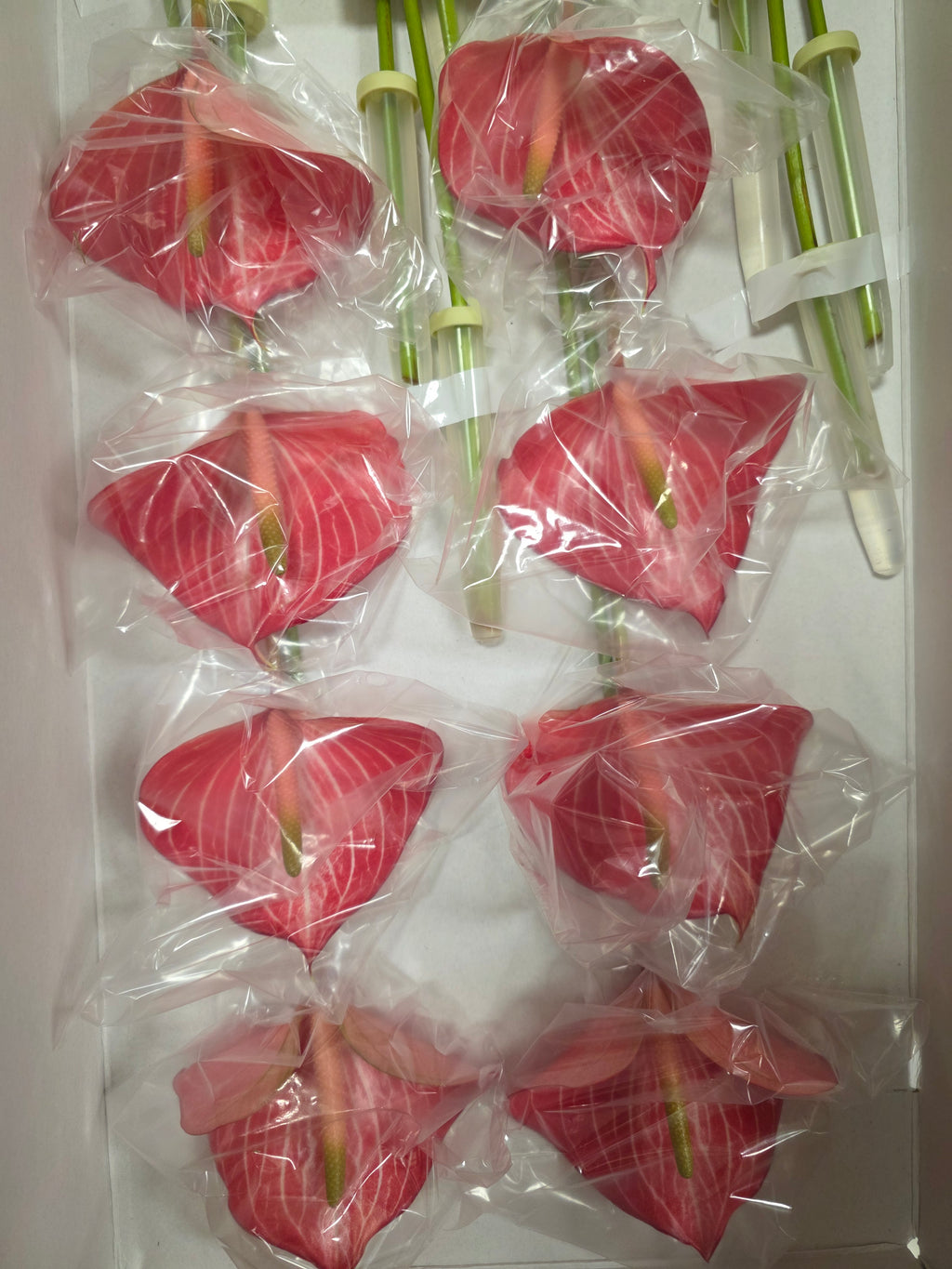 Anthurium Caldonia(Bunch of 16 stems)