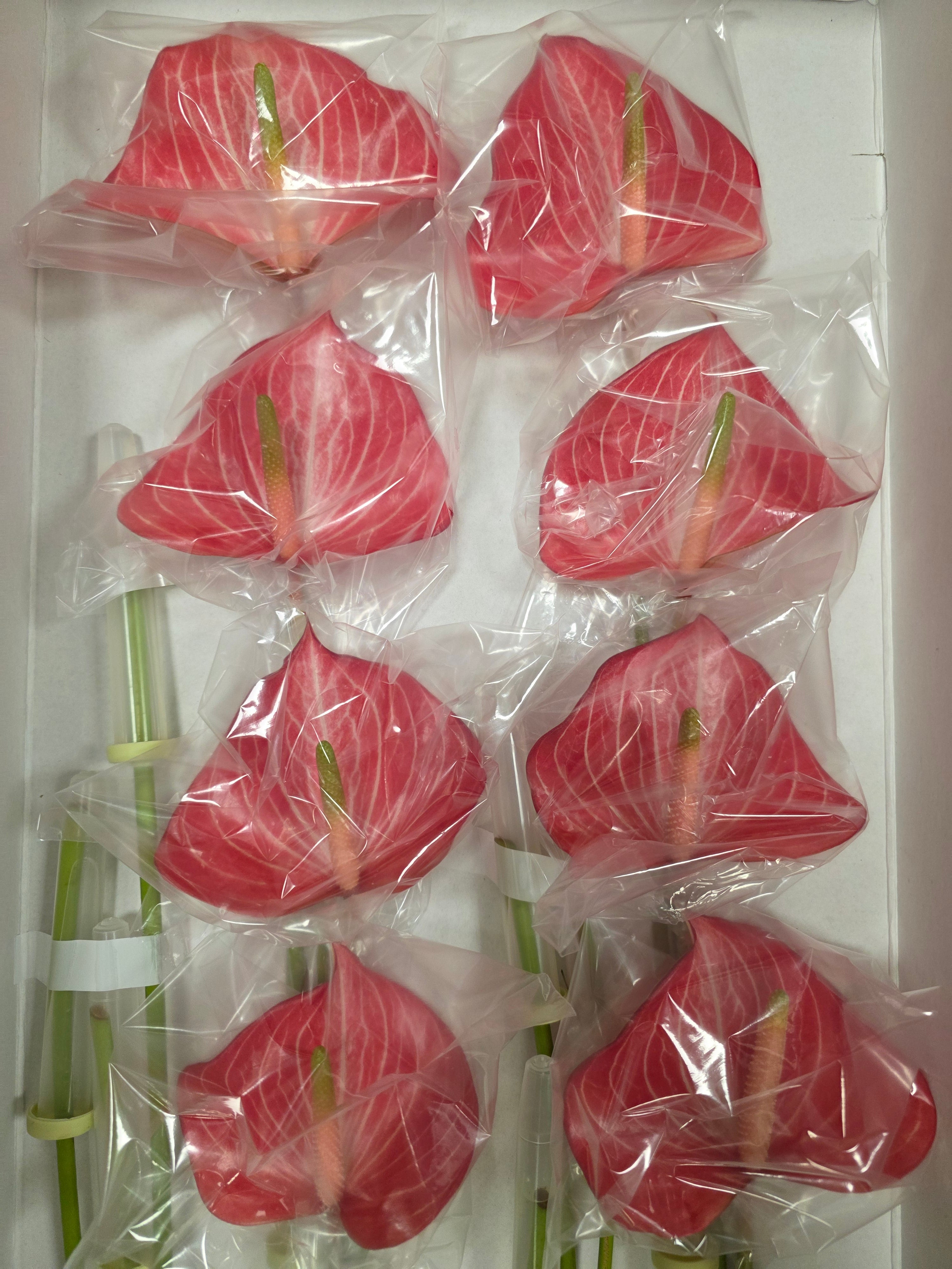 Anthurium Caldonia(Bunch of 16 stems)