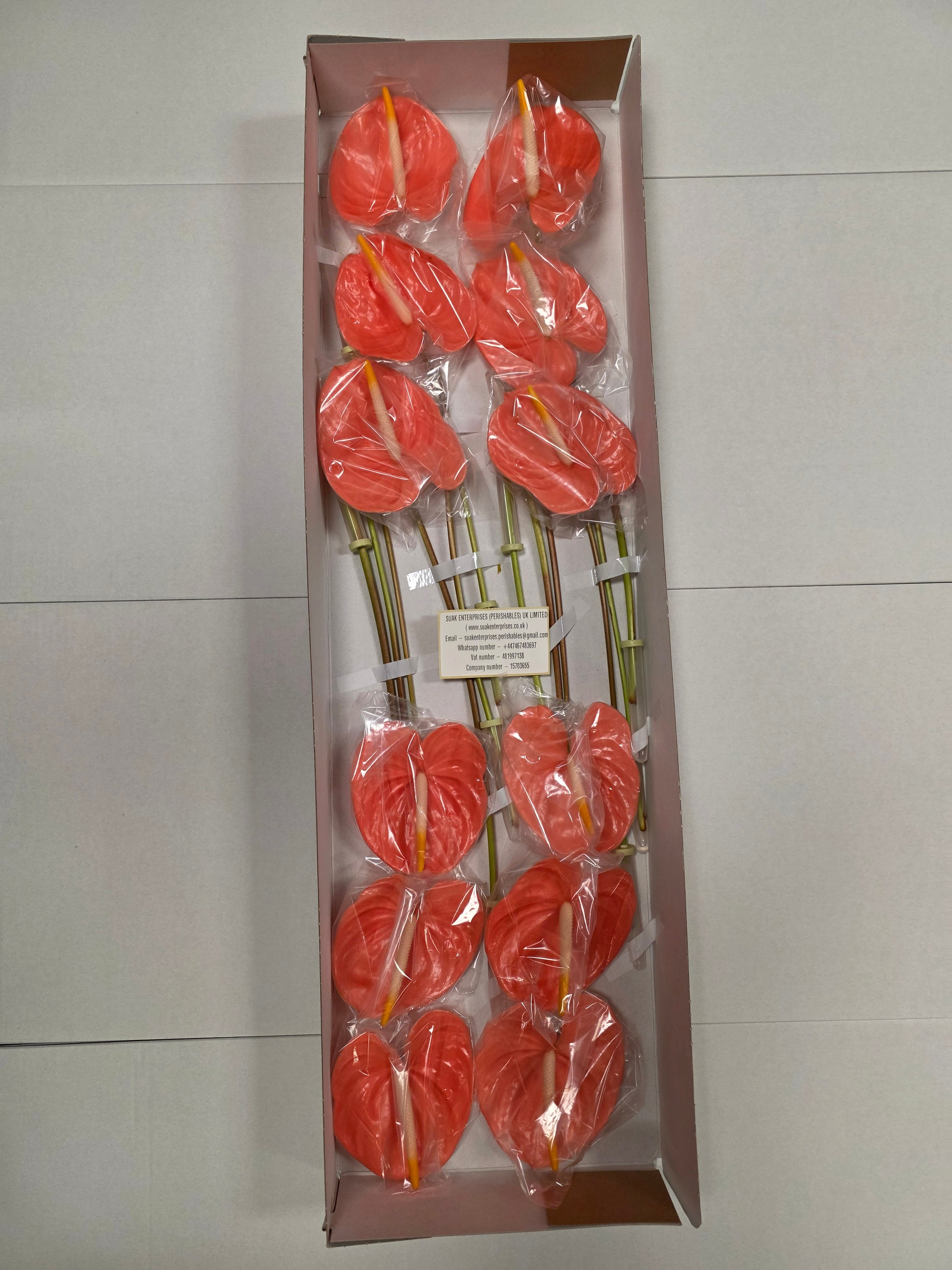 Farm Fresh Anthuriums Farao (Bunch of 12 Stems)