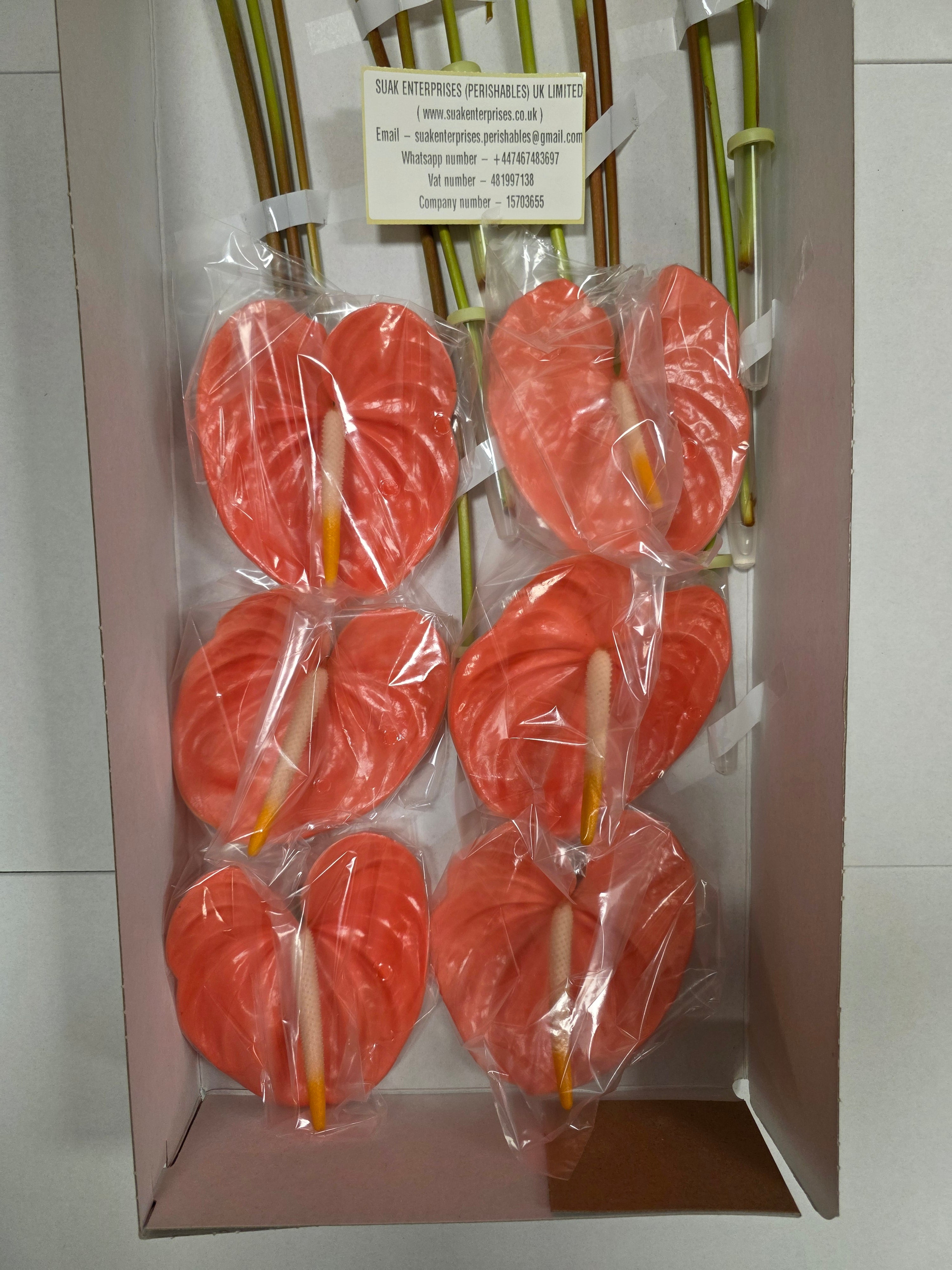 Farm Fresh Anthuriums Farao (Bunch of 12 Stems)