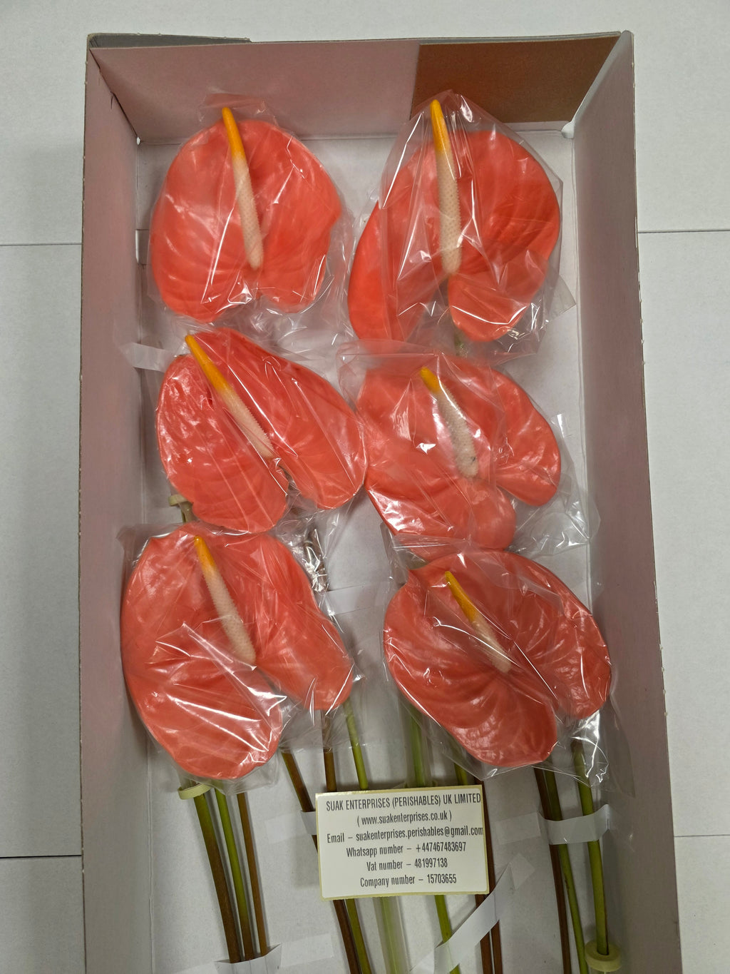 Farm Fresh Anthuriums Farao (Box of 12 Stems)