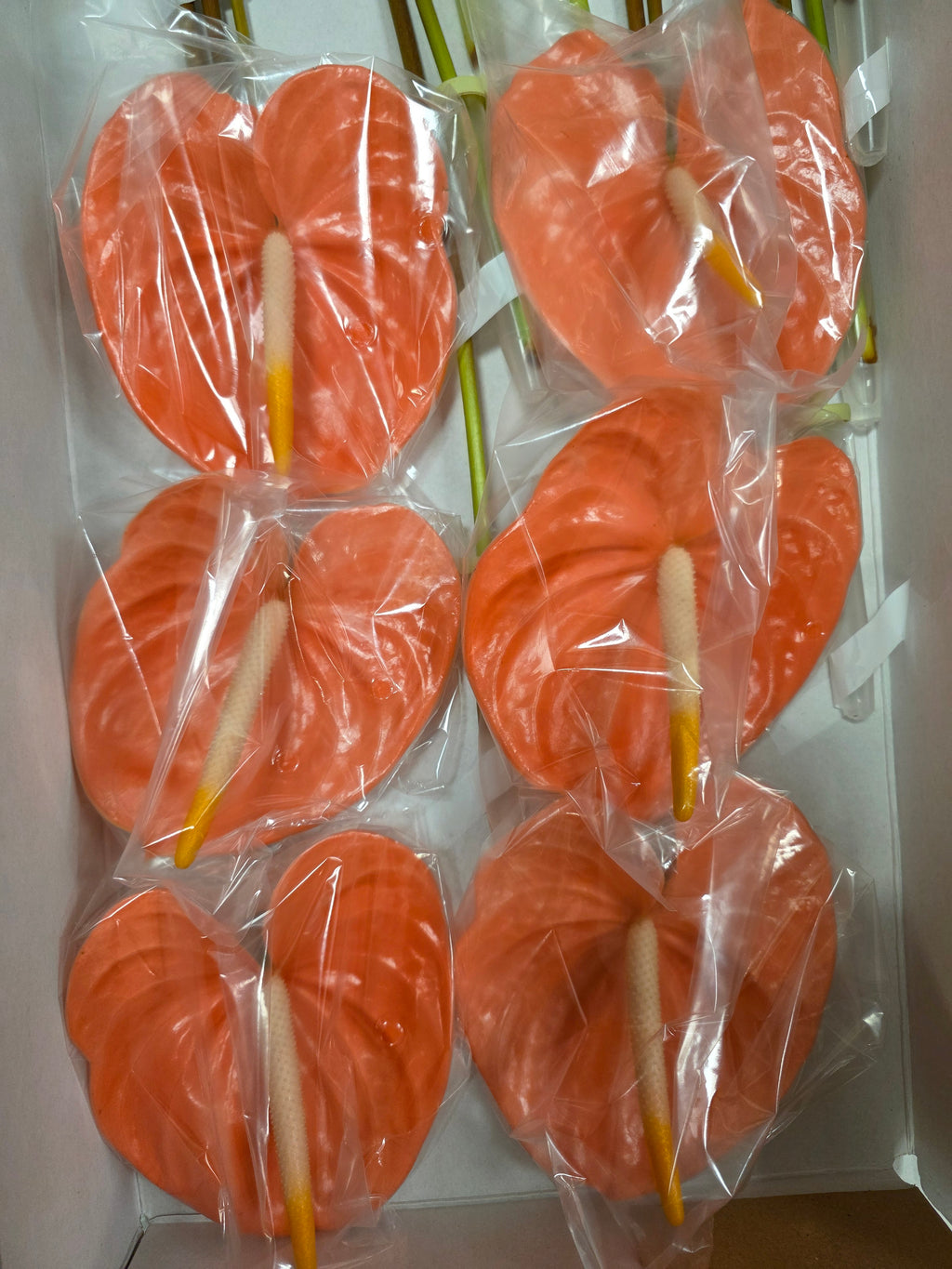 Farm Fresh Anthuriums Farao (Box of 12 Stems)