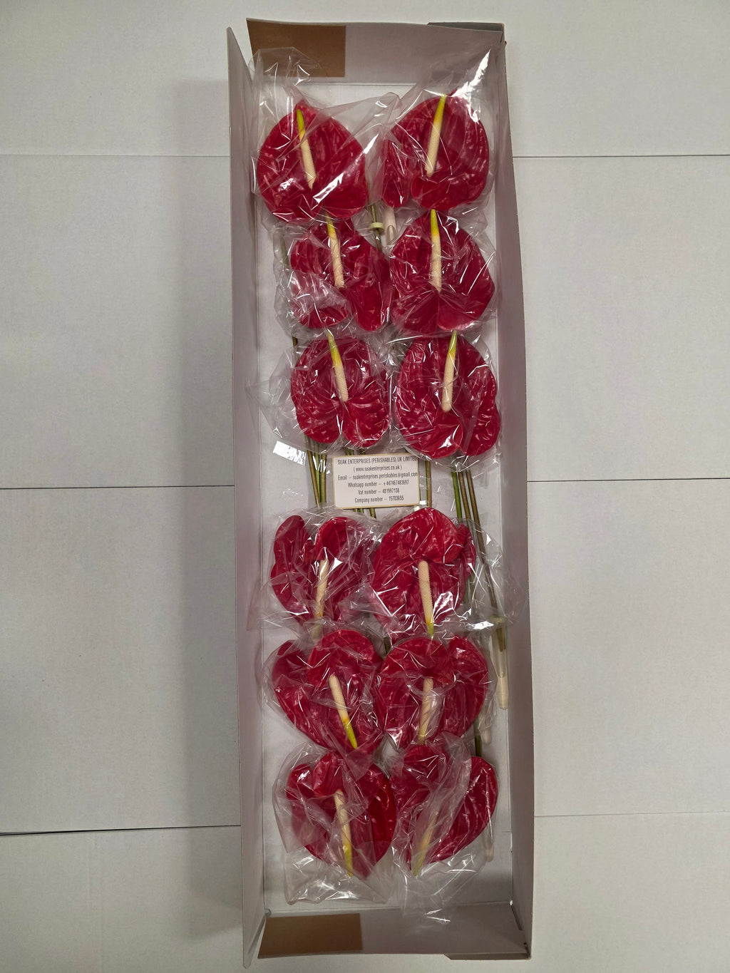 Anthurium Tropical(Bunch of 12 stems)