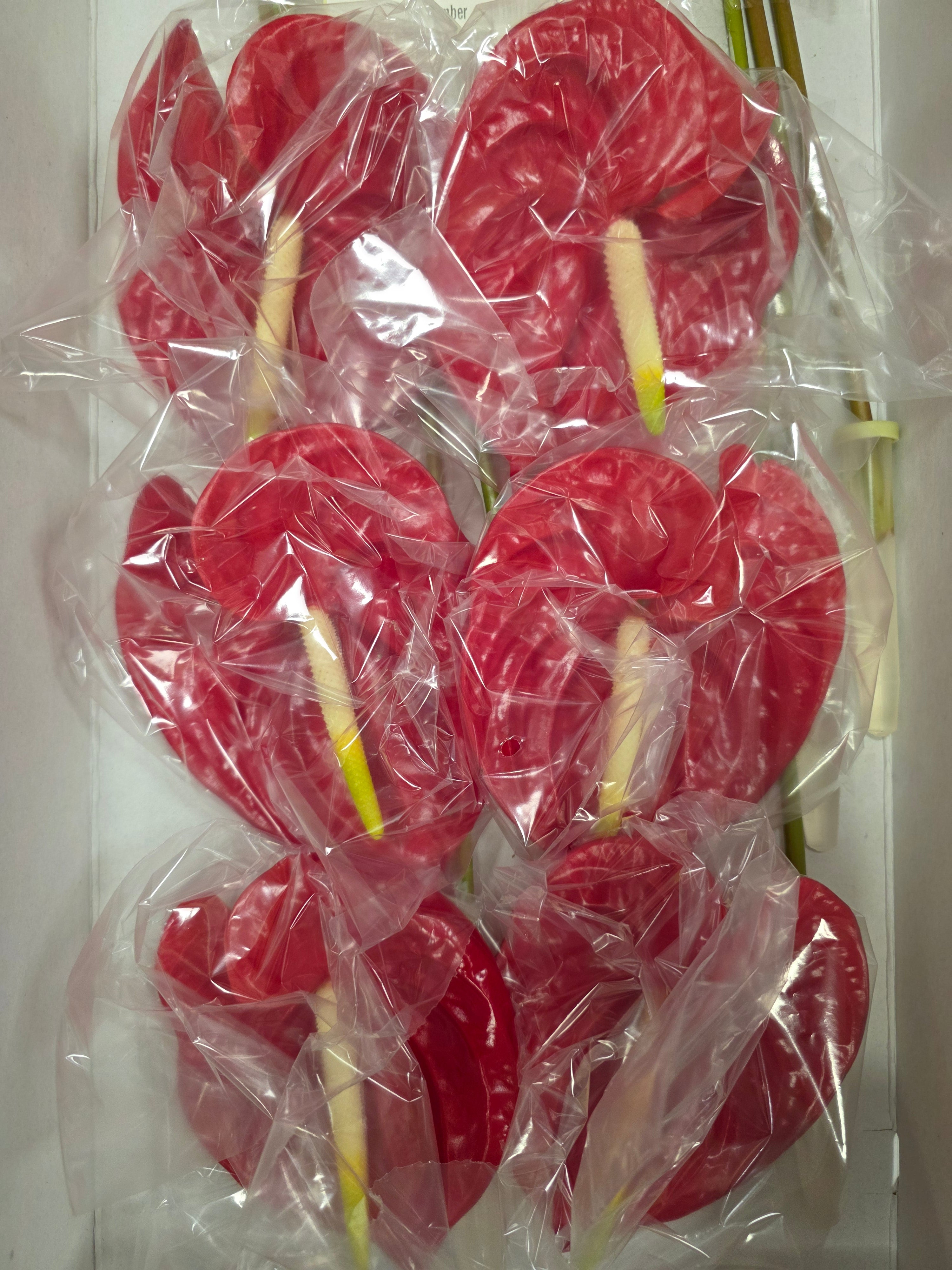 Anthurium Tropical(Bunch of 12 stems)