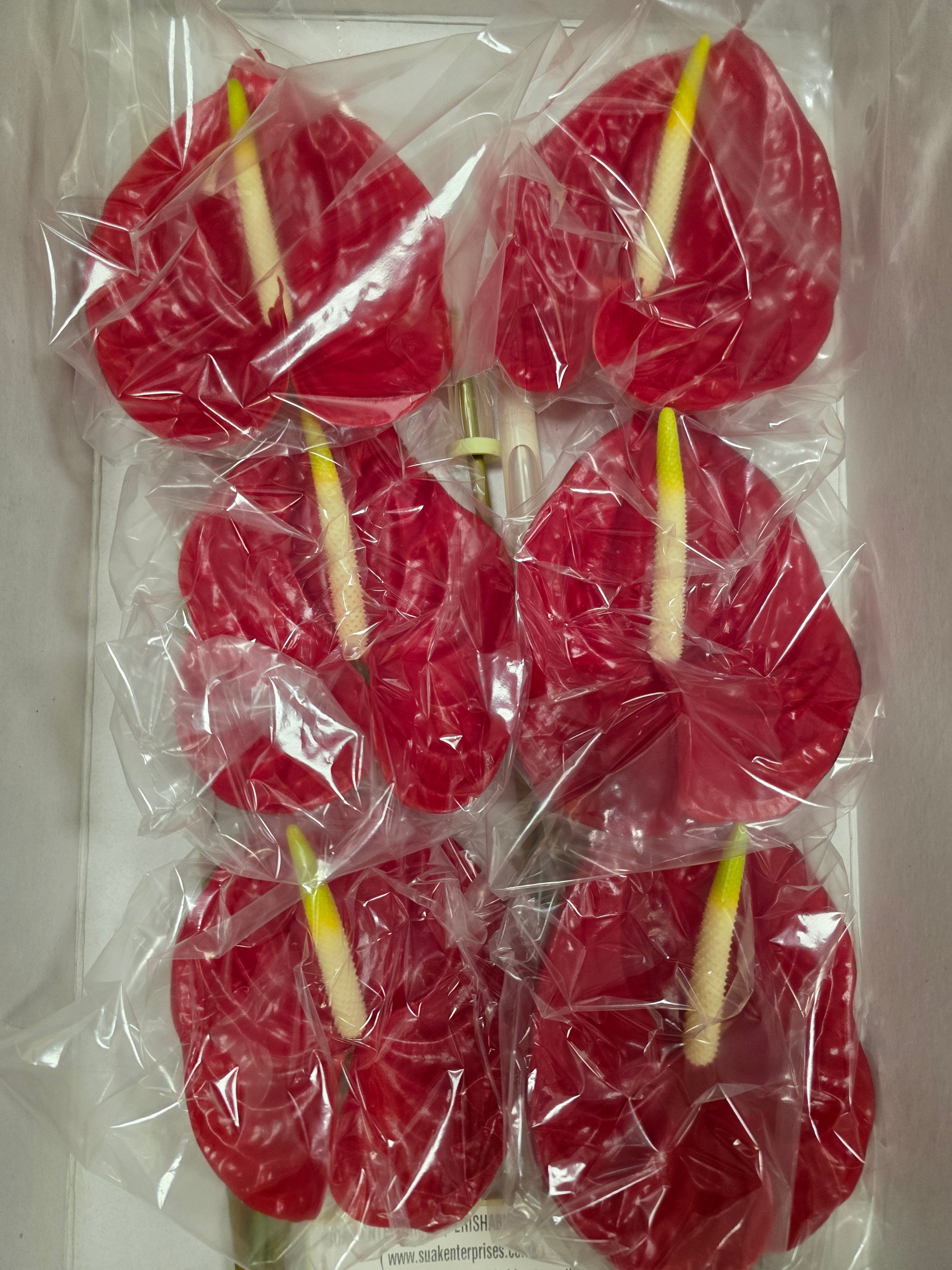 Anthurium Tropical(Bunch of 12 stems)