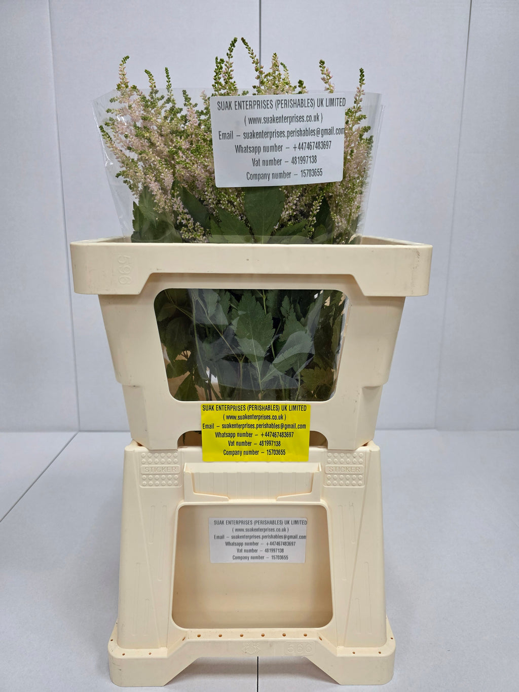 Farm Fresh Astilbe Europa(Bunch of 20 stems, Length 60cm)