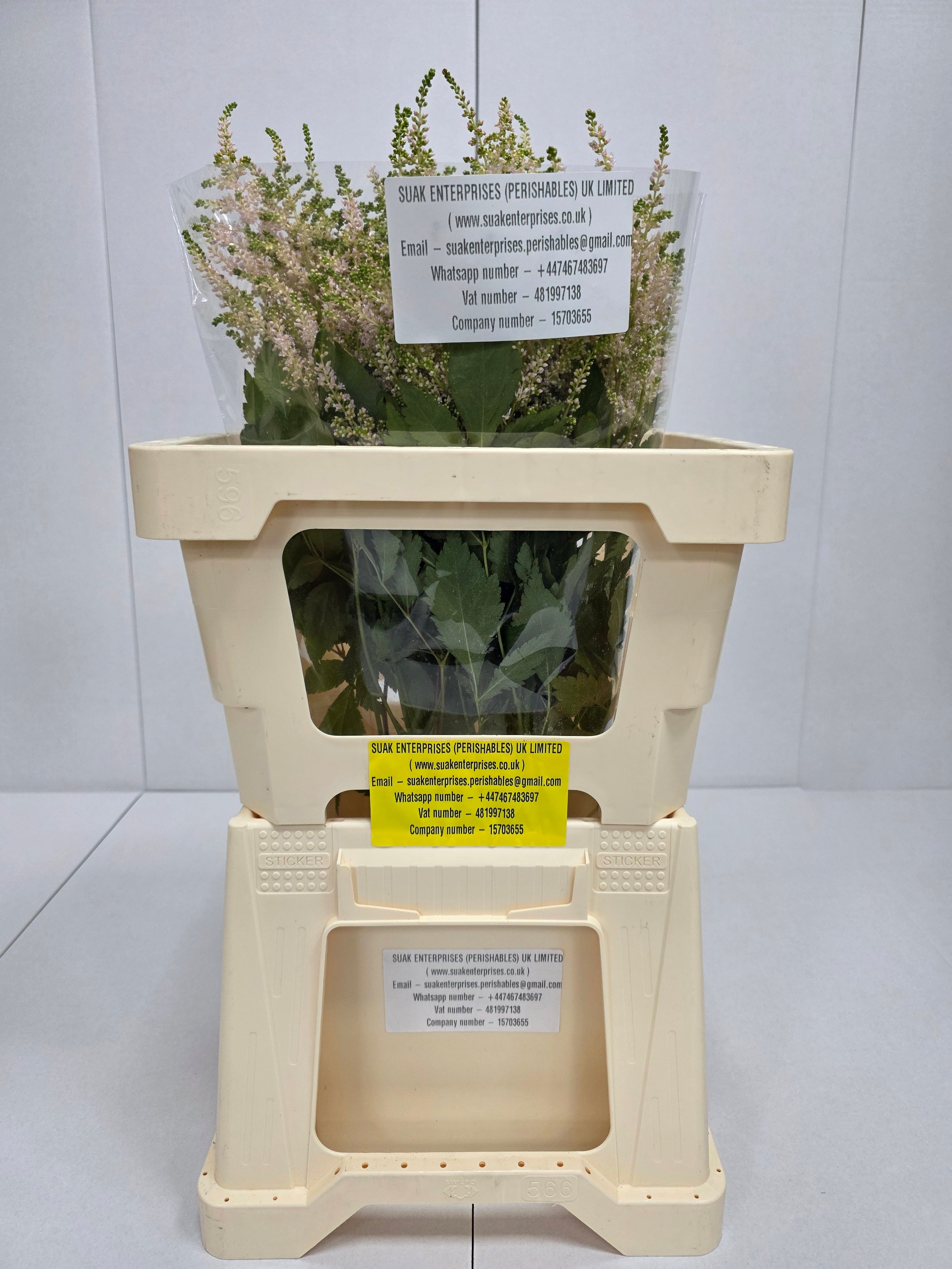 Farm Fresh Astilbe Europa(Bunch of 20 stems, Length 60cm)