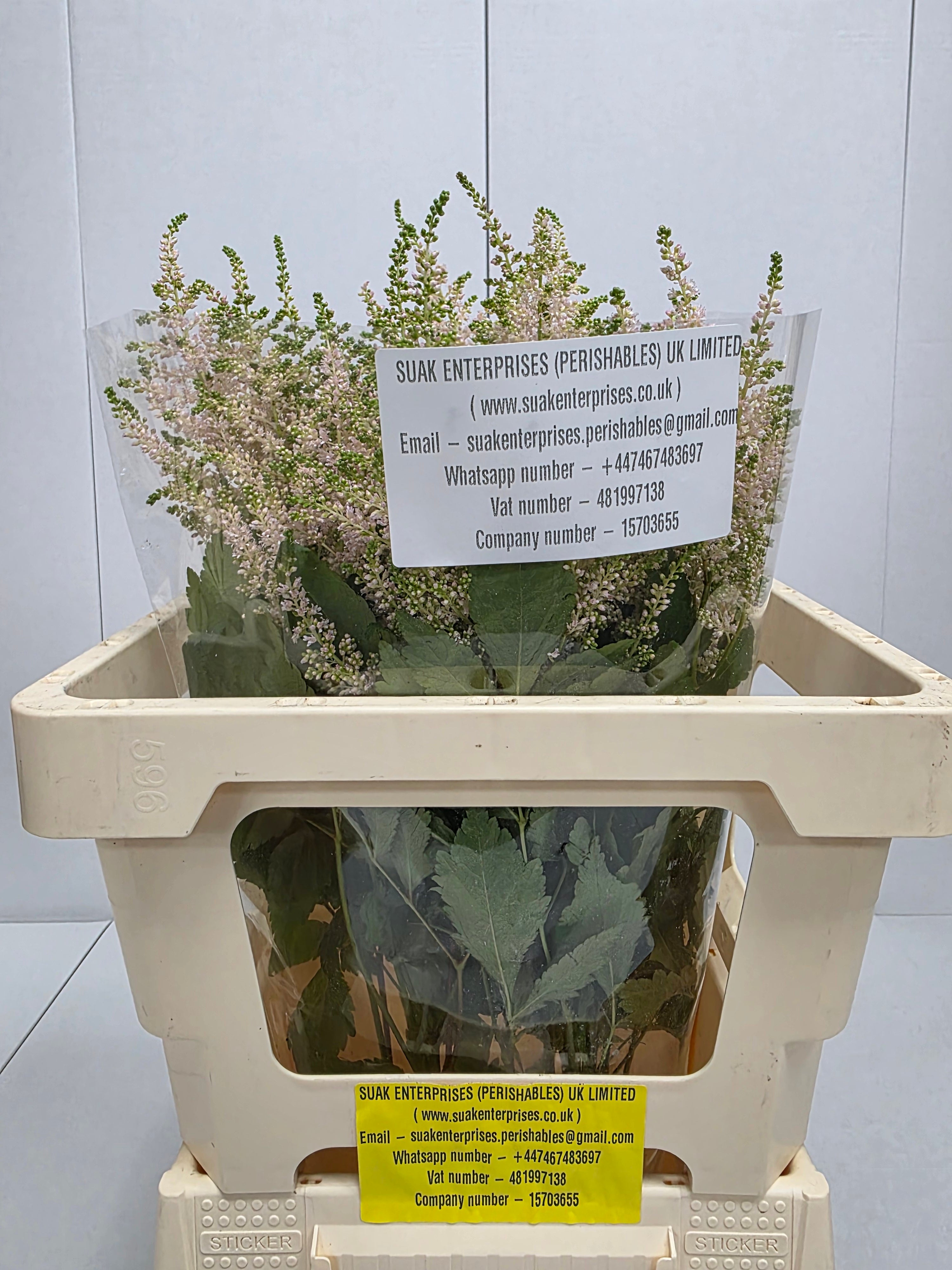 Farm Fresh Astilbe Europa(Bunch of 20 stems, Length 60cm)