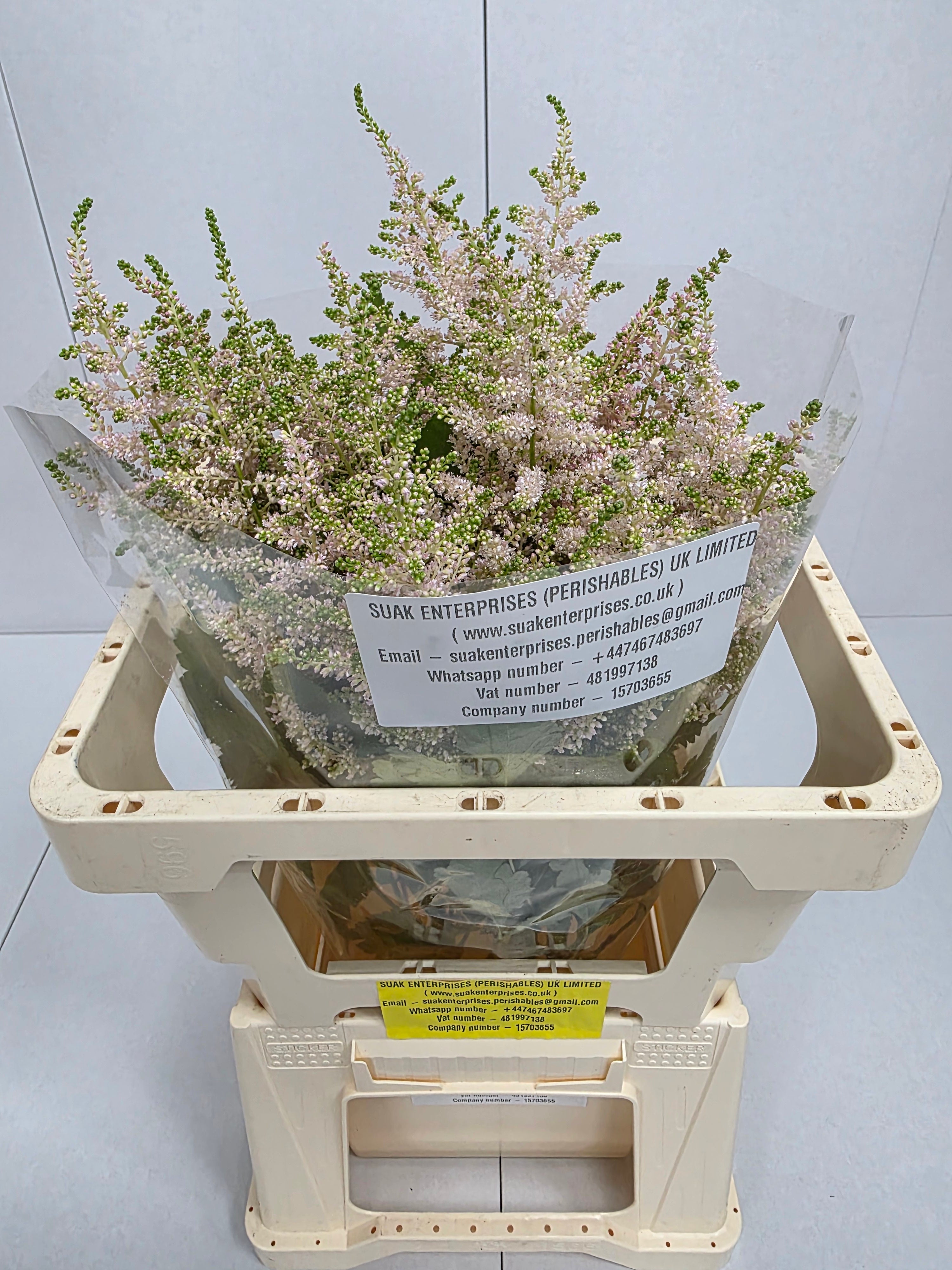 Farm Fresh Astilbe Europa(Bunch of 20 stems, Length 60cm)