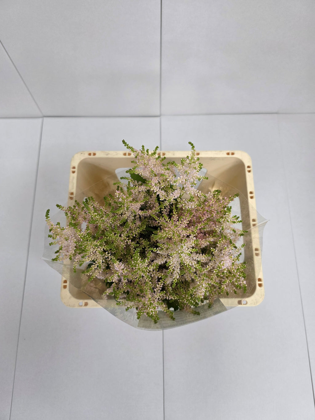 Farm Fresh Astilbe Europa(Bunch of 20 stems, Length 60cm)