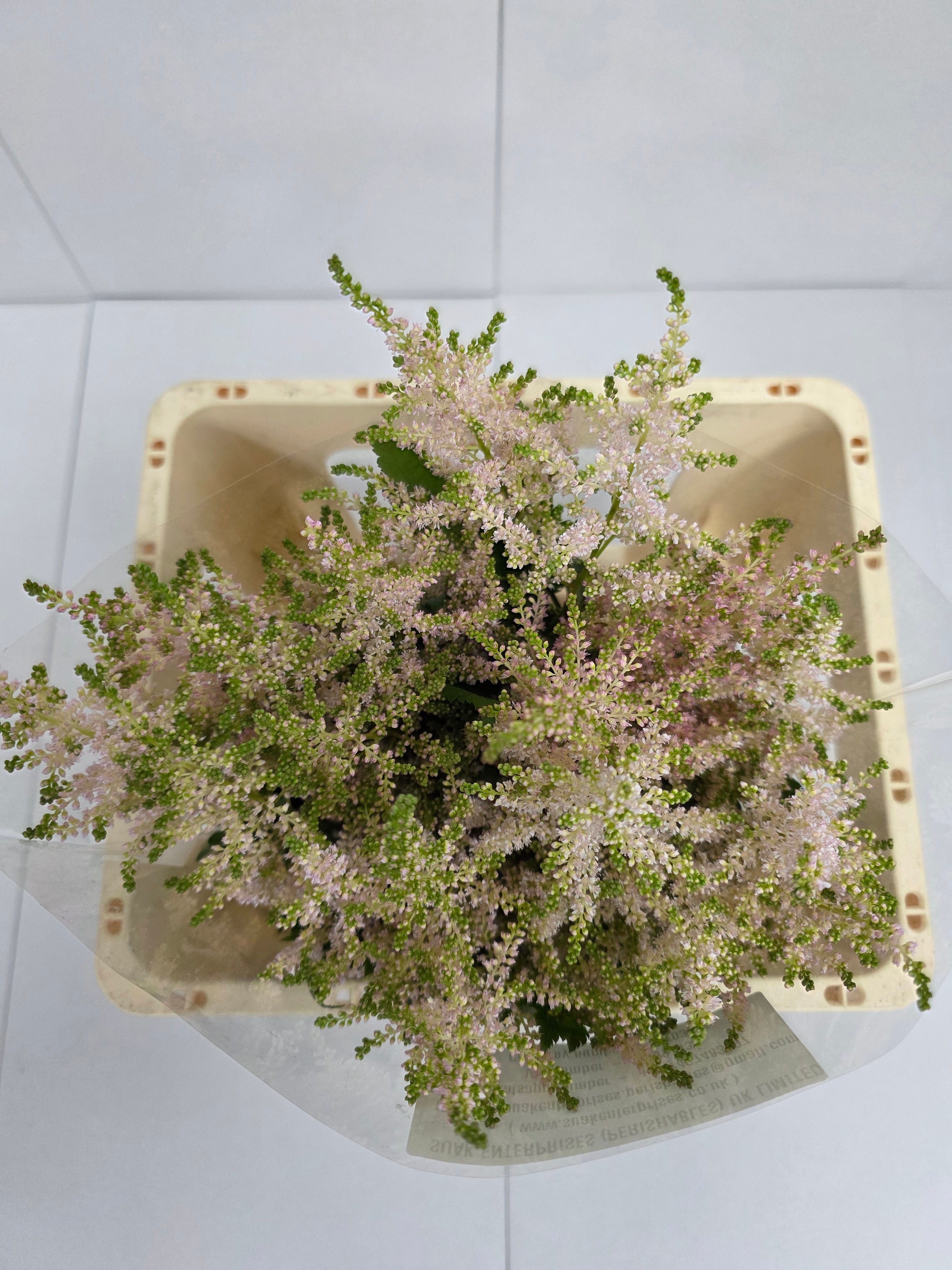 Farm Fresh Astilbe Europa(Bunch of 20 stems, Length 60cm)