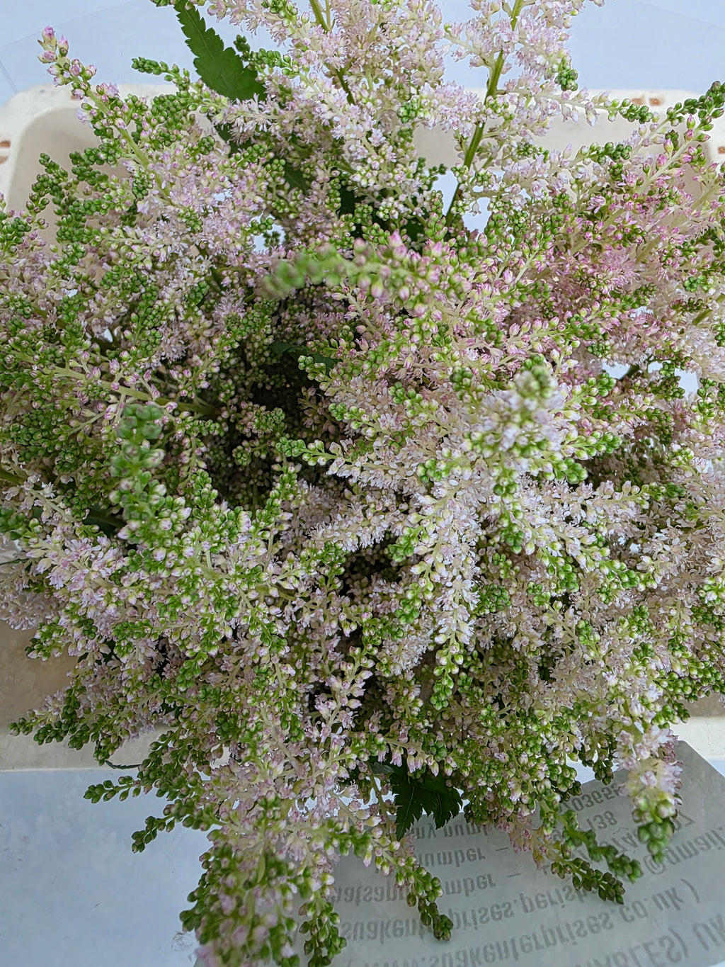 Farm Fresh Astilbe Europa(Bunch of 20 stems, Length 60cm)