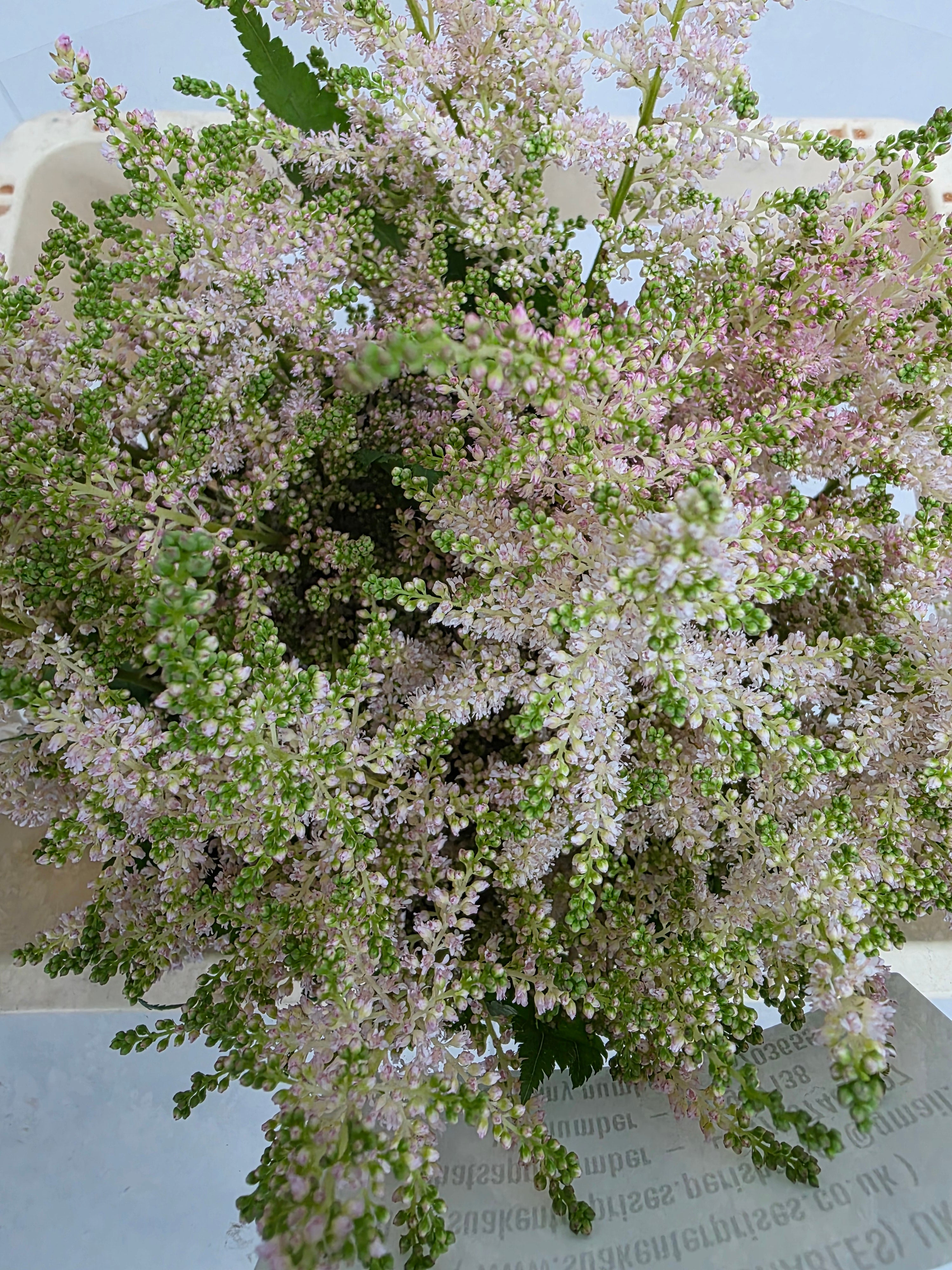 Farm Fresh Astilbe Europa(Bunch of 20 stems, Length 60cm)