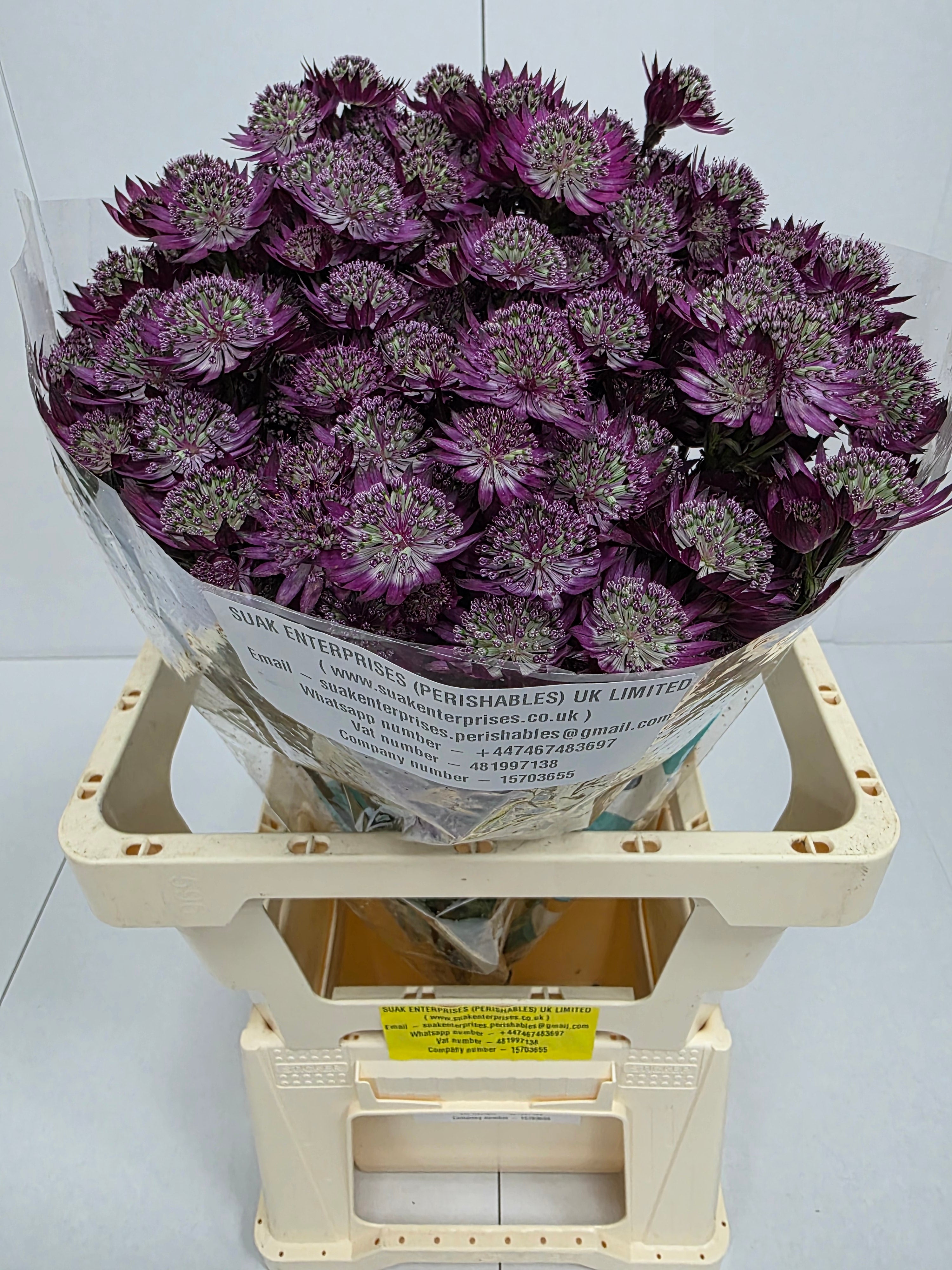 Farm Fresh Astrantia Star Of Desire (bunch of 25 stems, length 70cm)
