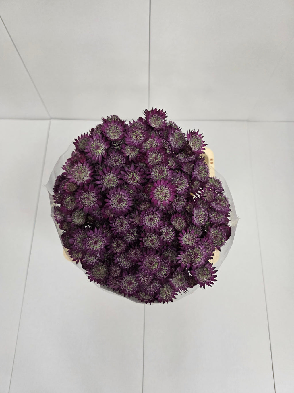 Farm Fresh Astrantia Star Of Desire (bunch of 25 stems, length 70cm)