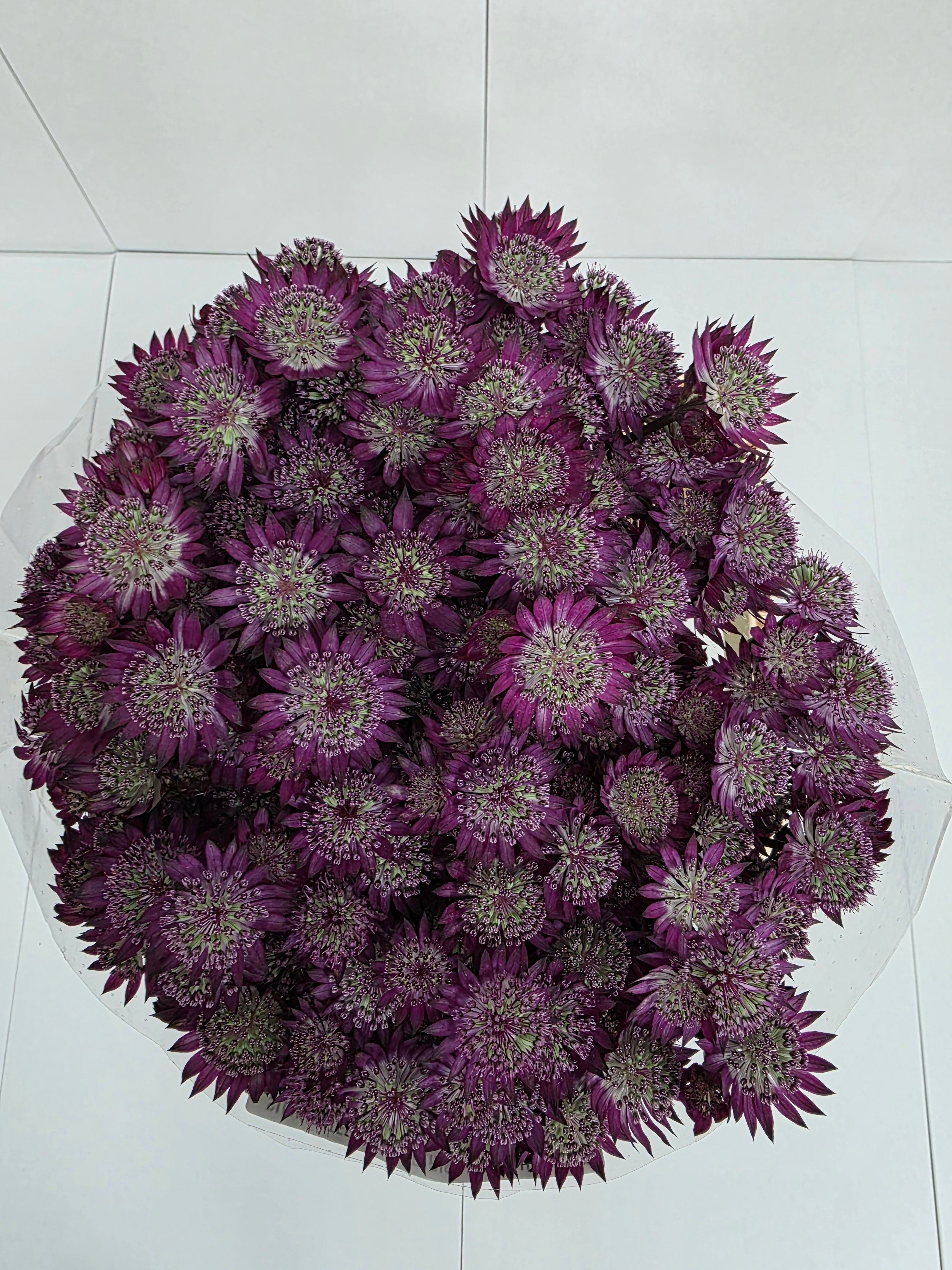 Farm Fresh Astrantia Star Of Desire (bunch of 25 stems, length 70cm)