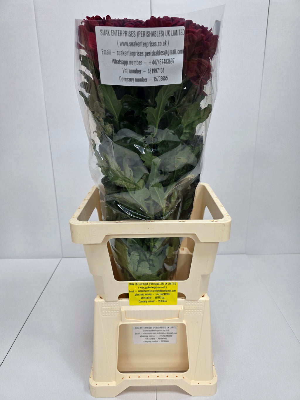 Farm Fresh Chrysanthemum G Lamira Red (Bunch of 10 stems, Length 70cm)