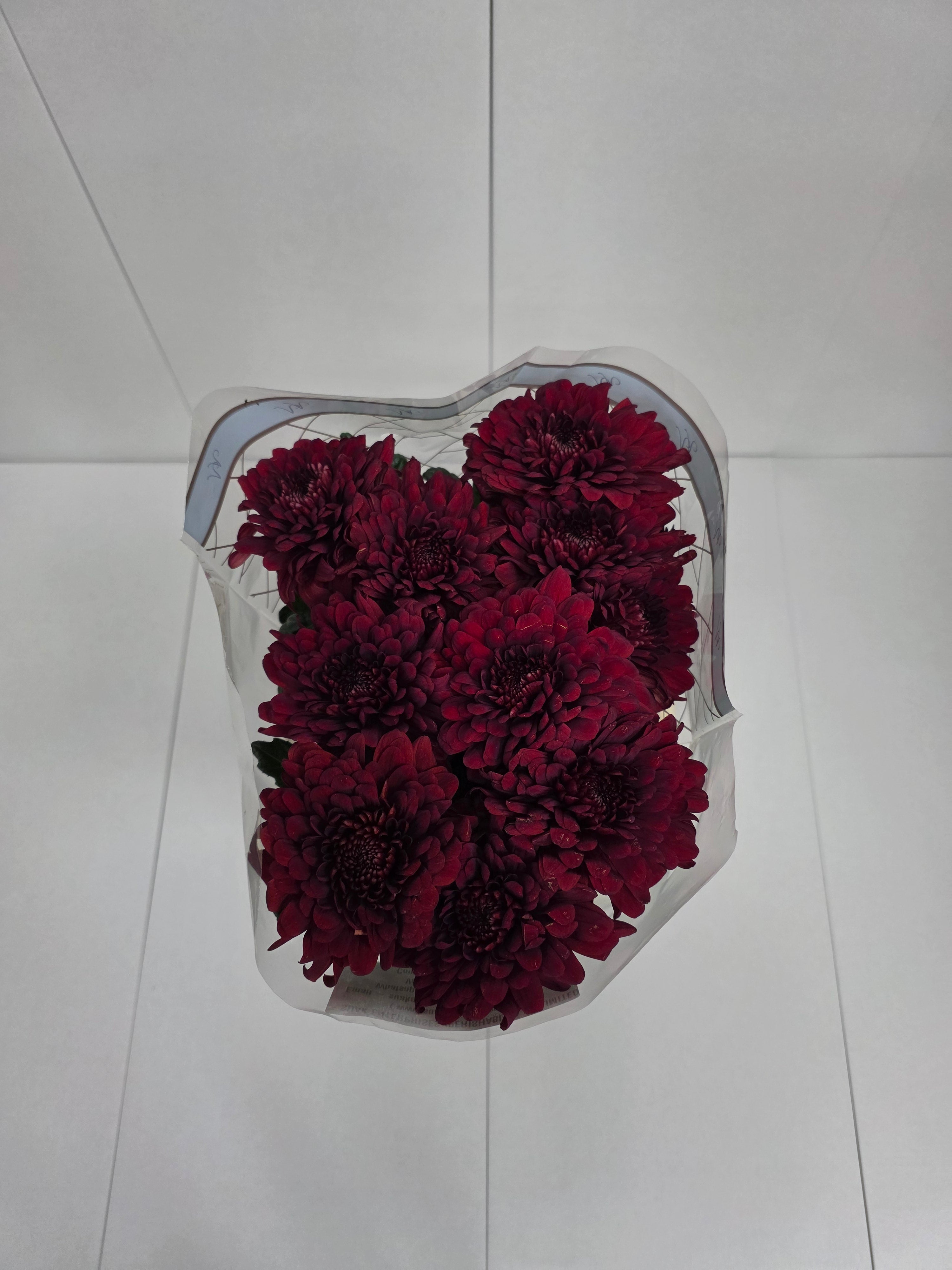 Farm Fresh Chrysanthemum G Lamira Red (Bunch of 10 stems, Length 70cm)
