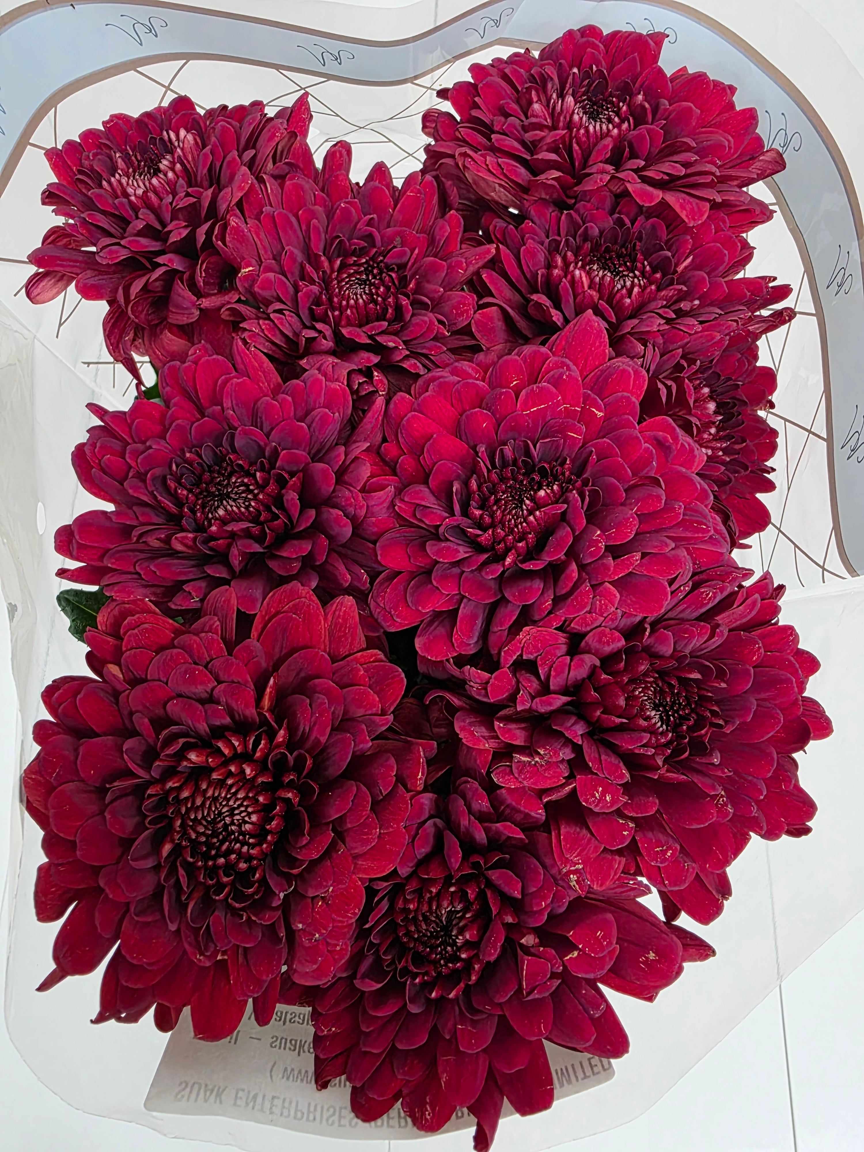 Farm Fresh Chrysanthemum G Lamira Red (Bunch of 10 stems, Length 70cm)