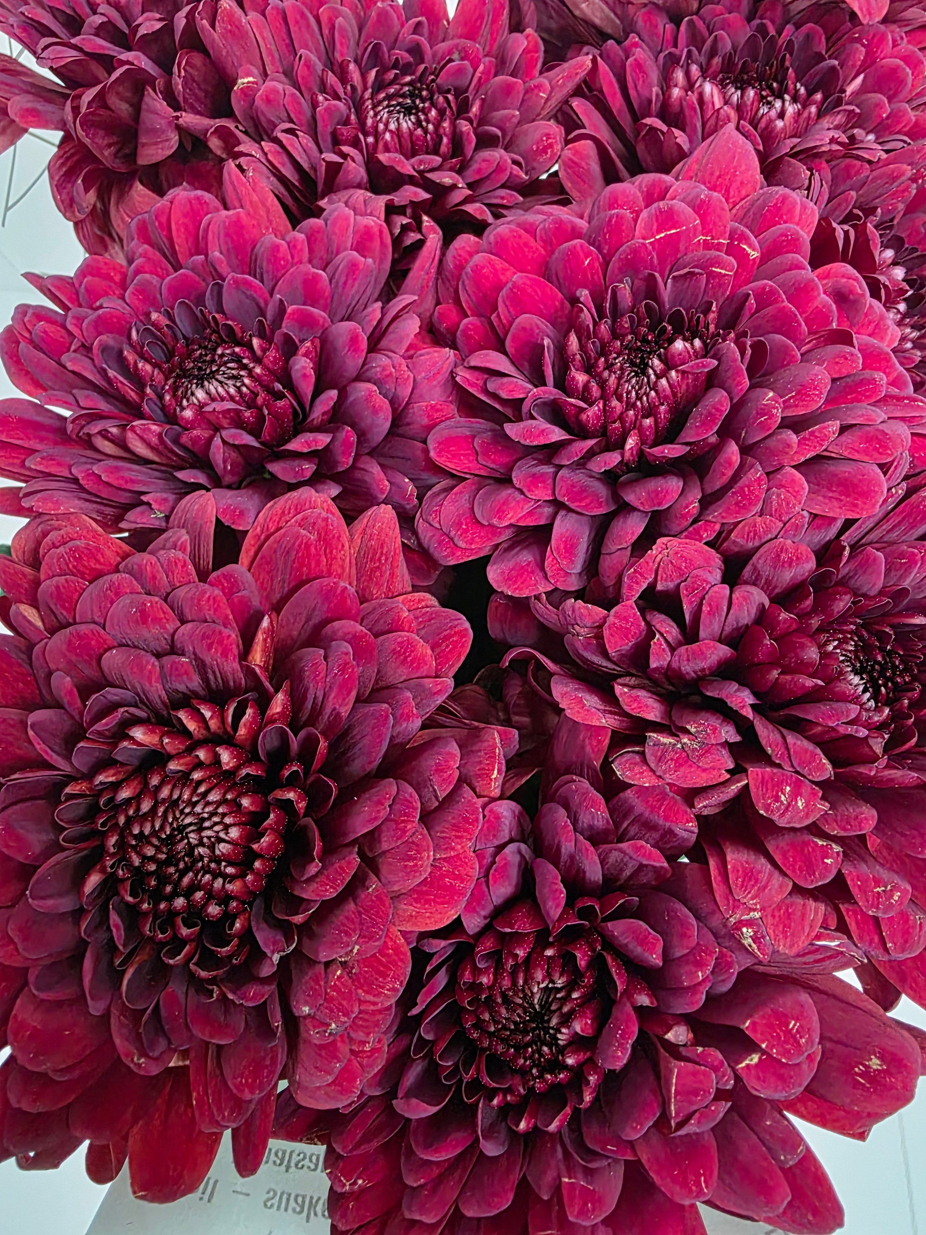 Farm Fresh Chrysanthemum G Lamira Red (Bunch of 10 stems, Length 70cm)