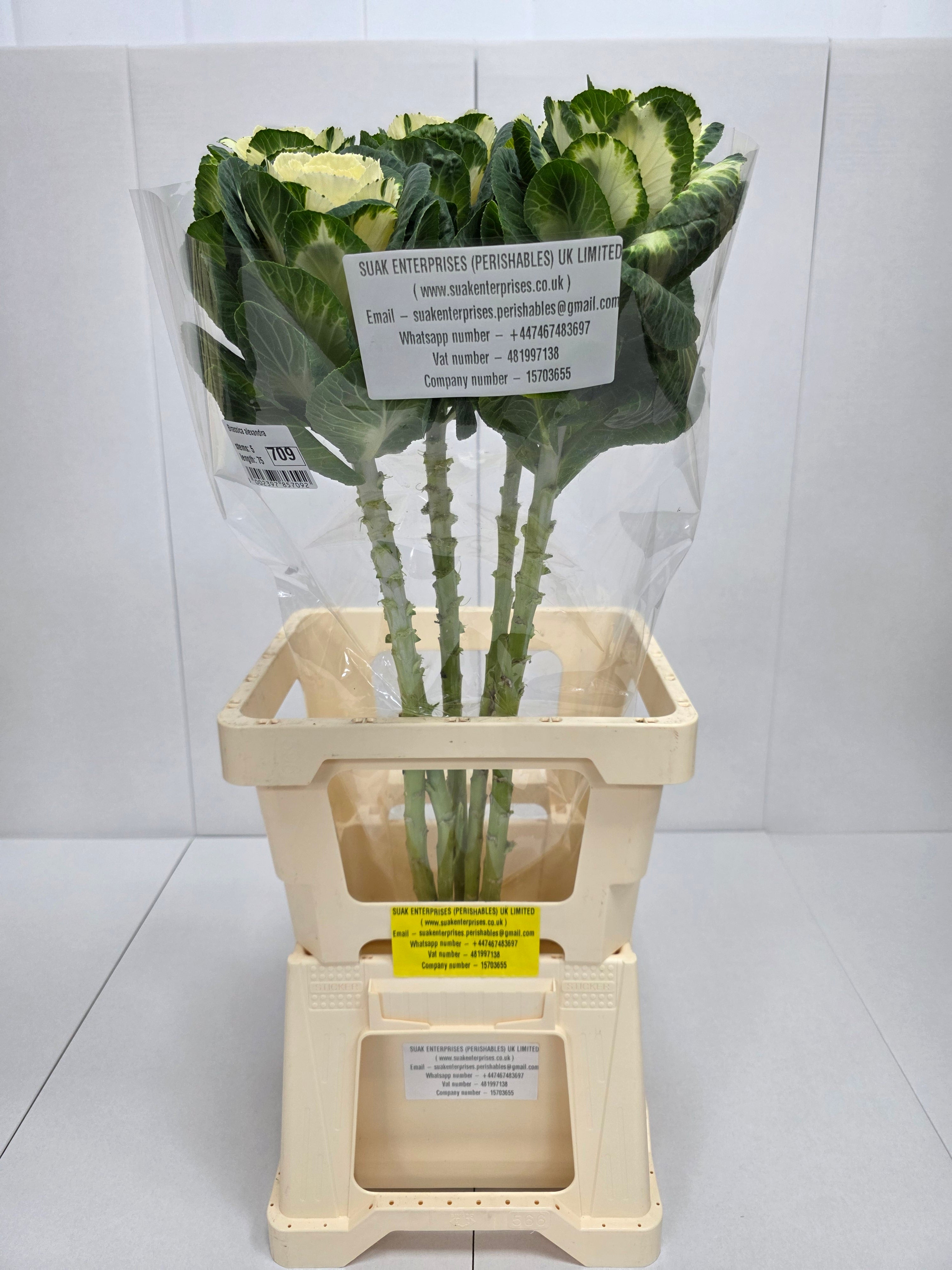 Farm Fresh Brassica Alexandra (Bunch of 10 stems, Length 75cm)