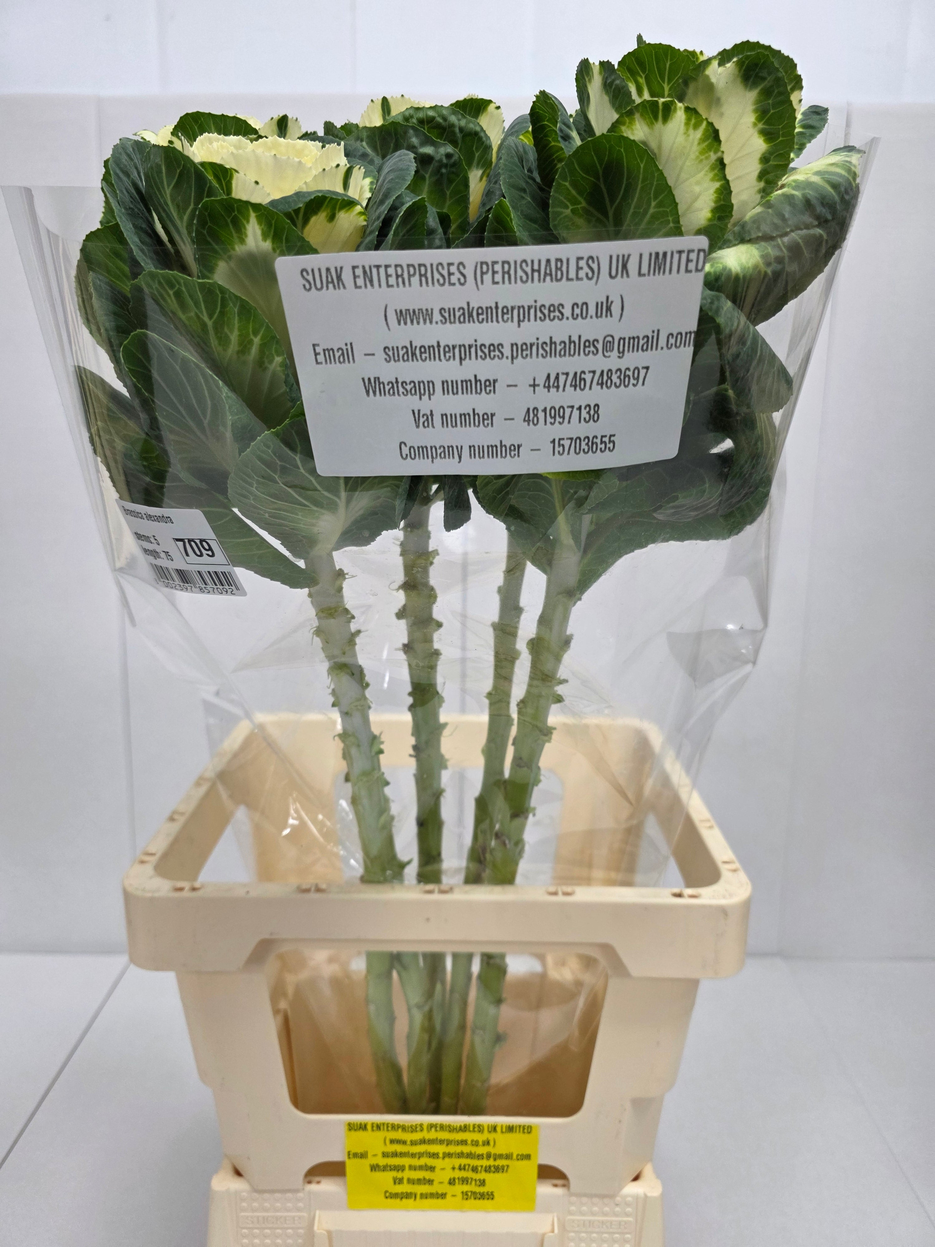 Farm Fresh Brassica Alexandra (Bunch of 10 stems, Length 75cm)